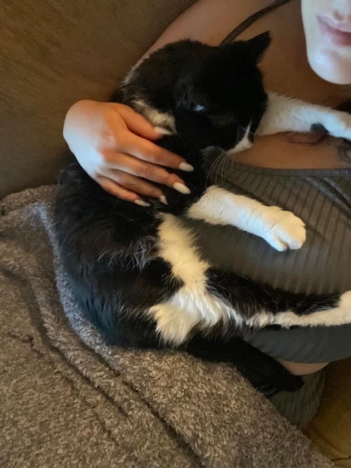 Enlarge Chay Chay, a Adoptable Domestic Short Hair in San Jose, CA image 6/6