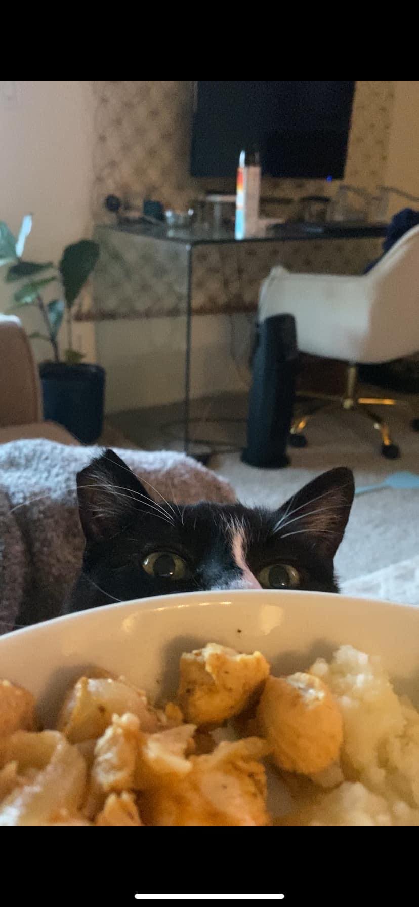 Enlarge Chay Chay, a Adoptable Domestic Short Hair in San Jose, CA image 4/6