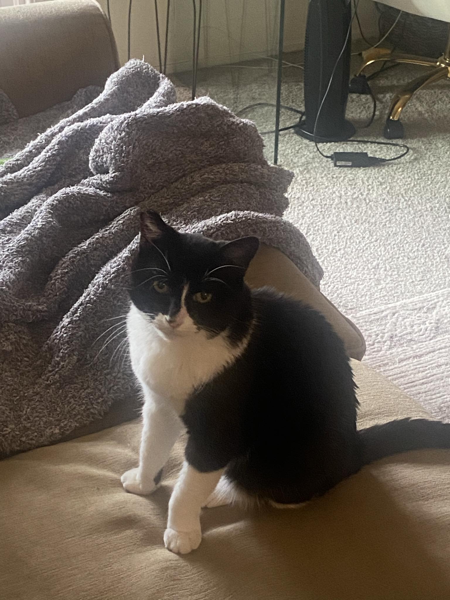 Enlarge Chay Chay, a Adoptable Domestic Short Hair in San Jose, CA image 2/6