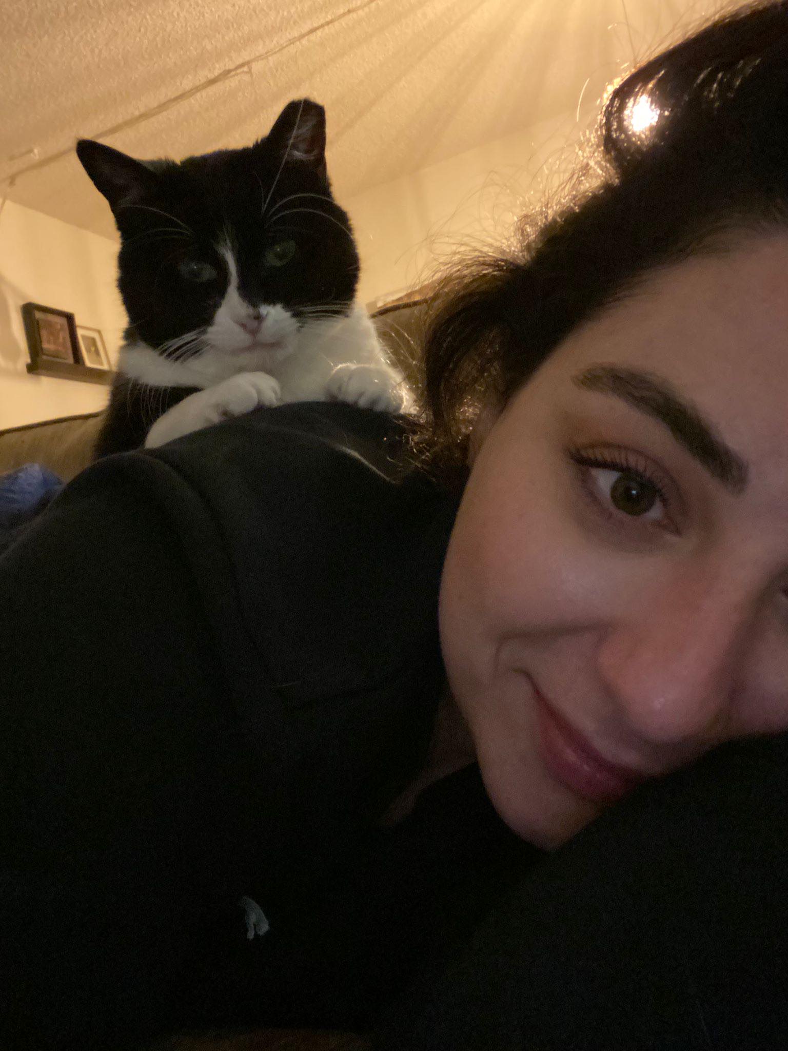 Enlarge Chay Chay, a Adoptable Domestic Short Hair in San Jose, CA image 5/6