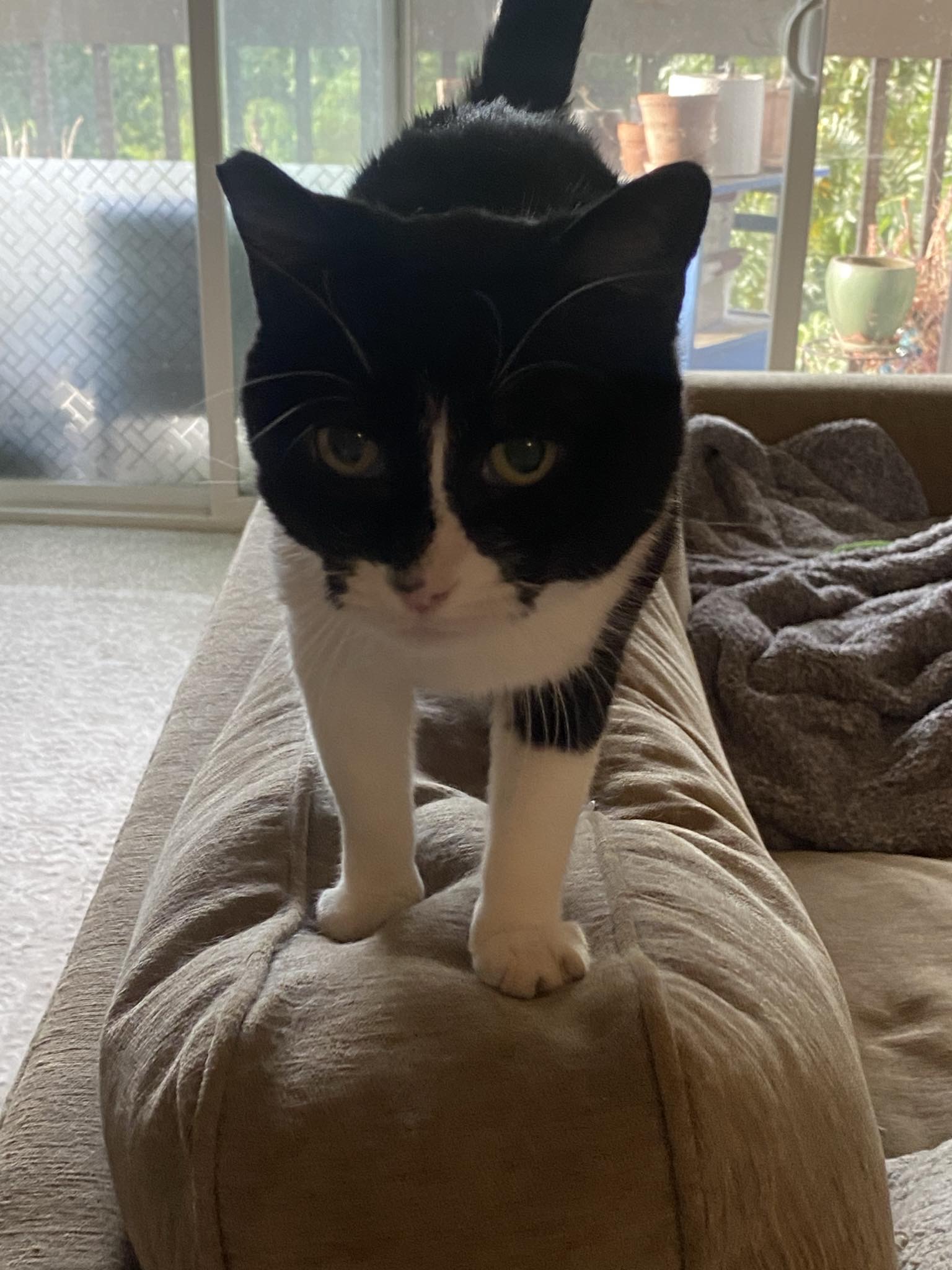 Enlarge Chay Chay, a Adoptable Domestic Short Hair in San Jose, CA image 3/6