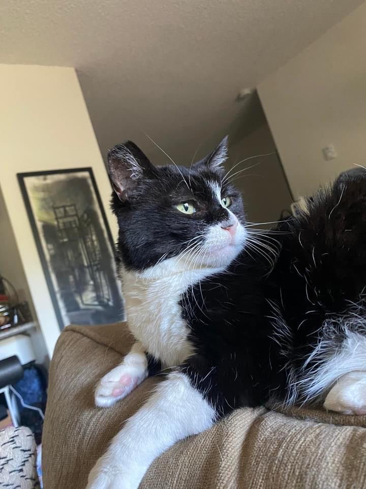 Chay Chay, Adoptable, Adult Female Domestic Short Hair.