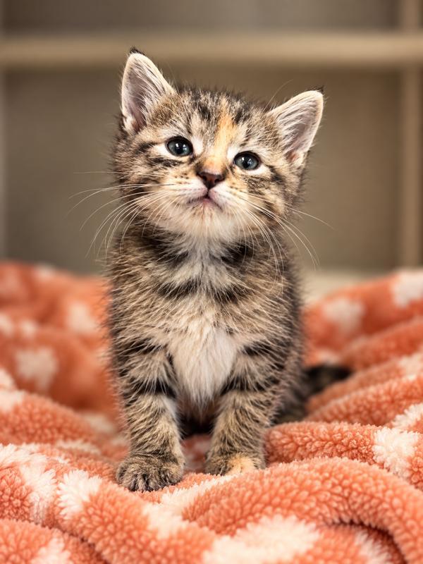 Enlarge Bernadette, a Adoptable mixed breed in Lafayette, LA image 1/1