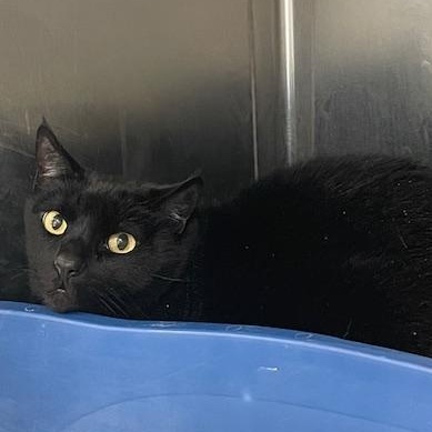 Binx, ADOPTABLE, Adult Male Domestic Short Hair.