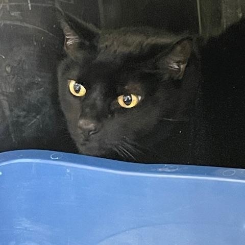 Binx, a ADOPTABLE Domestic Short Hair in Attleboro, MA image 2/2