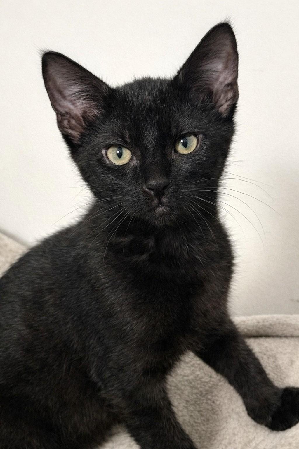 Raider, an adopted Domestic Short Hair in Grove City, OH image 1/2