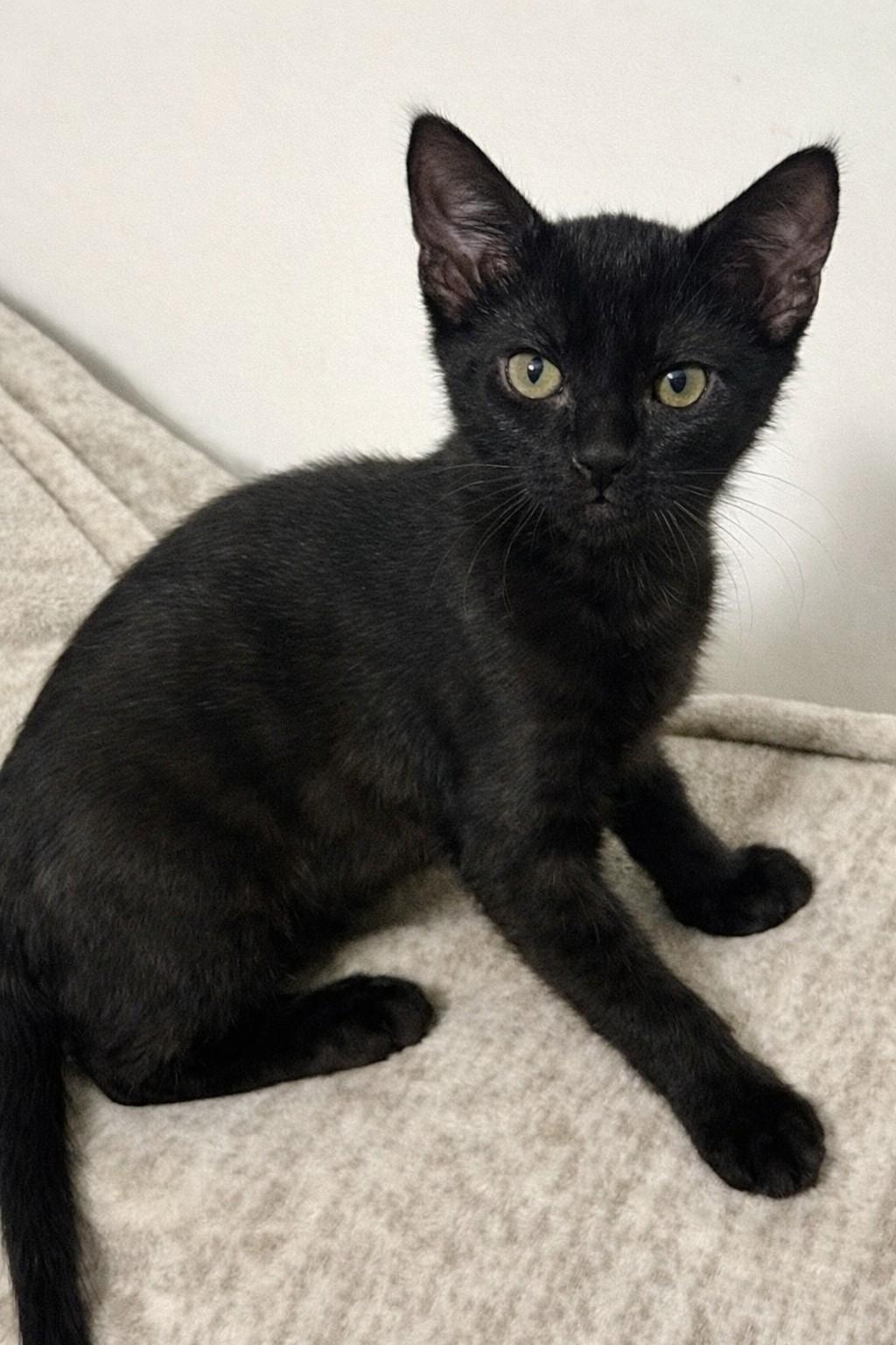 Raider, an adopted Domestic Short Hair in Grove City, OH image 2/2