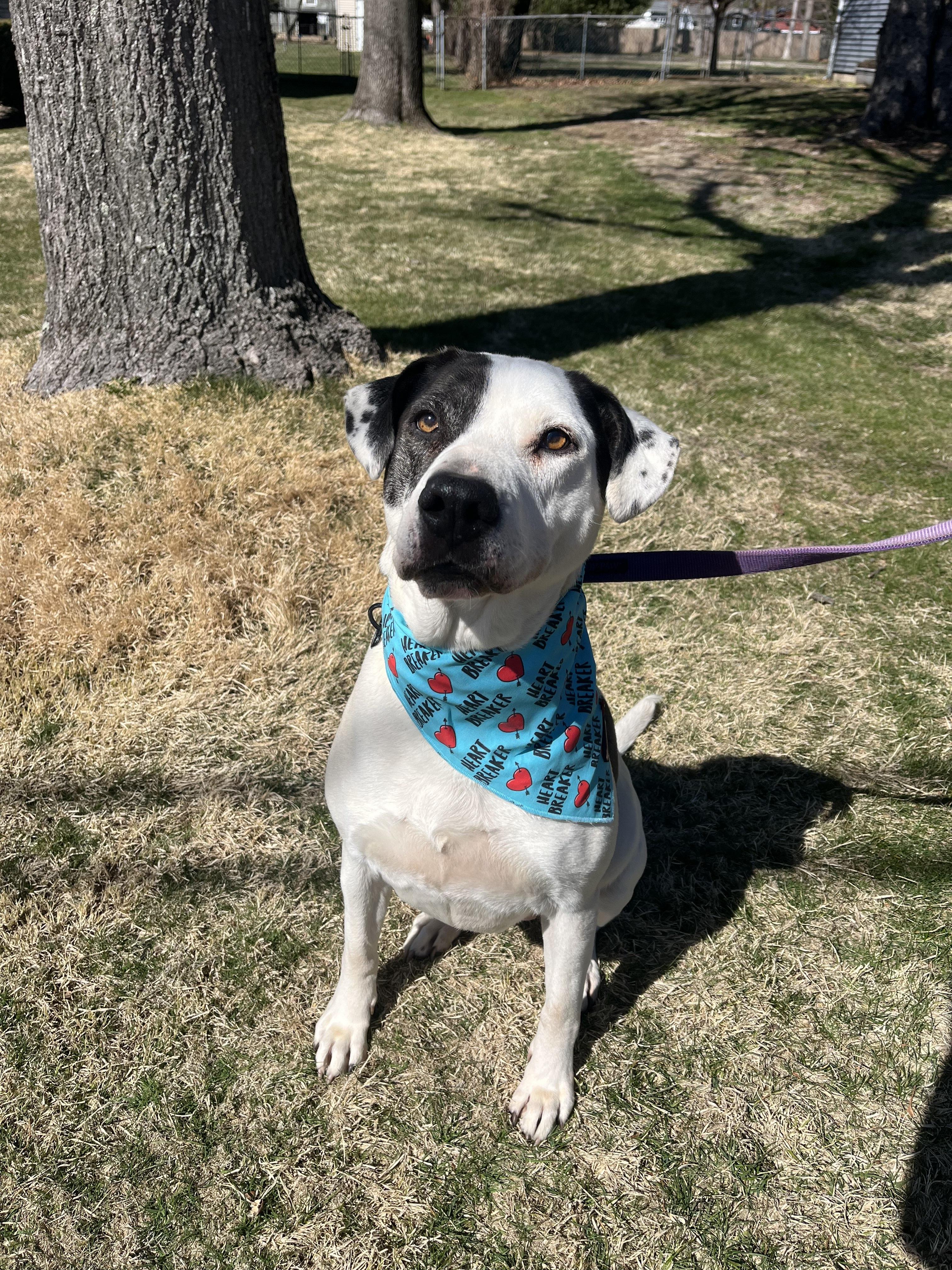 Opal, a Adoptable mixed breed in Islip Terrace, NY image 2/6