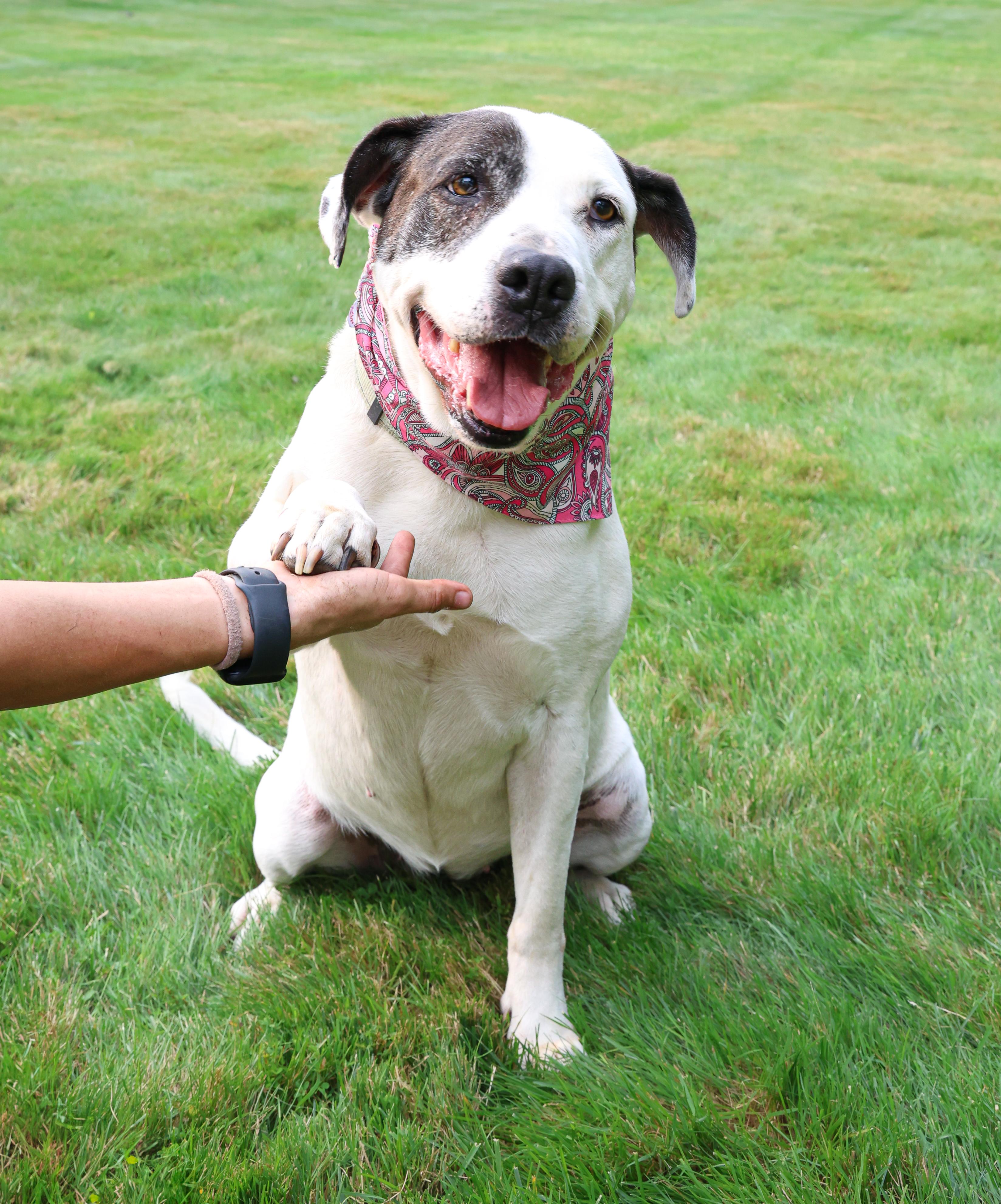 Opal, a Adoptable mixed breed in Islip Terrace, NY image 6/6