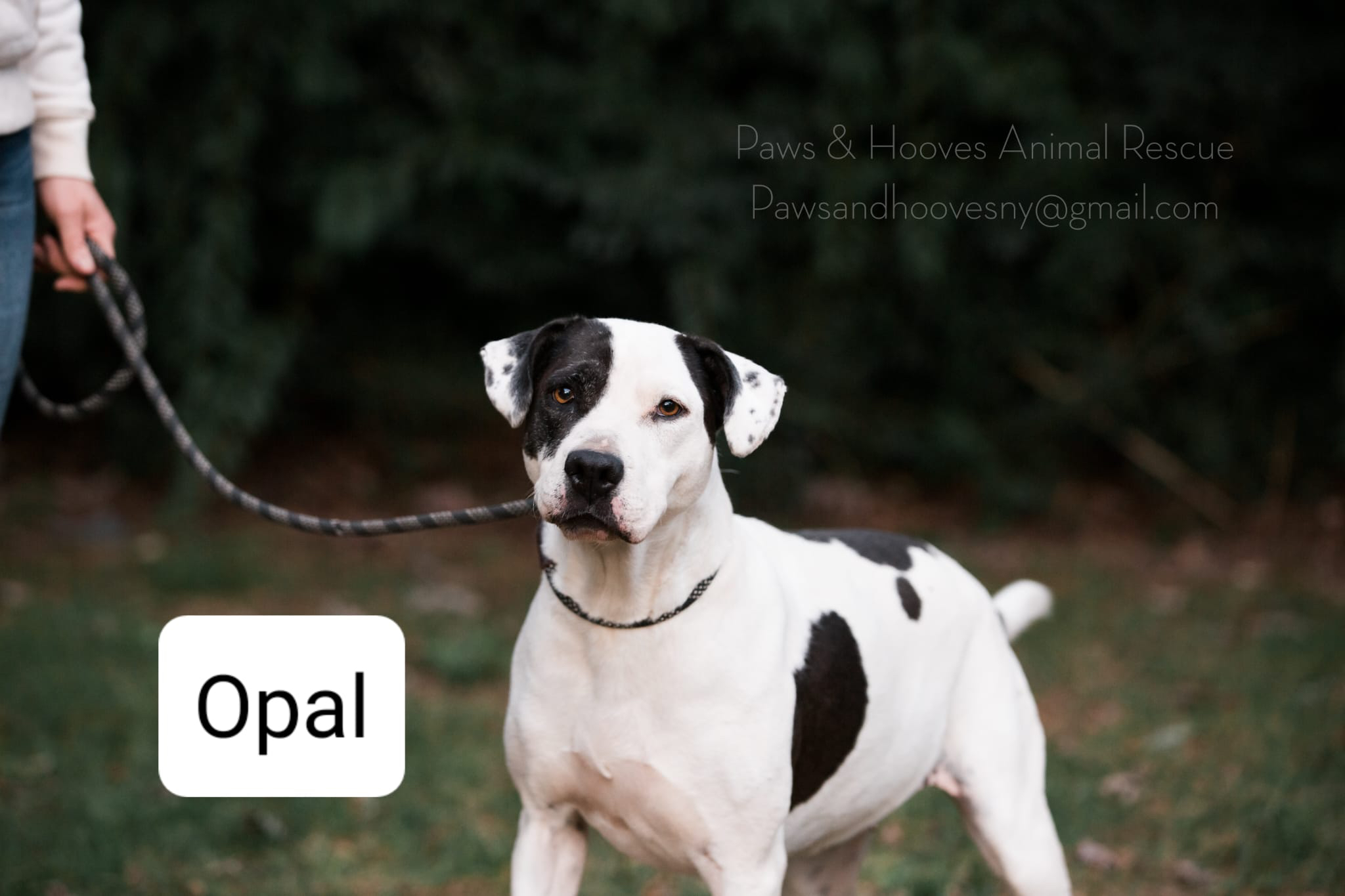 Opal, a Adoptable mixed breed in Islip Terrace, NY image 4/6