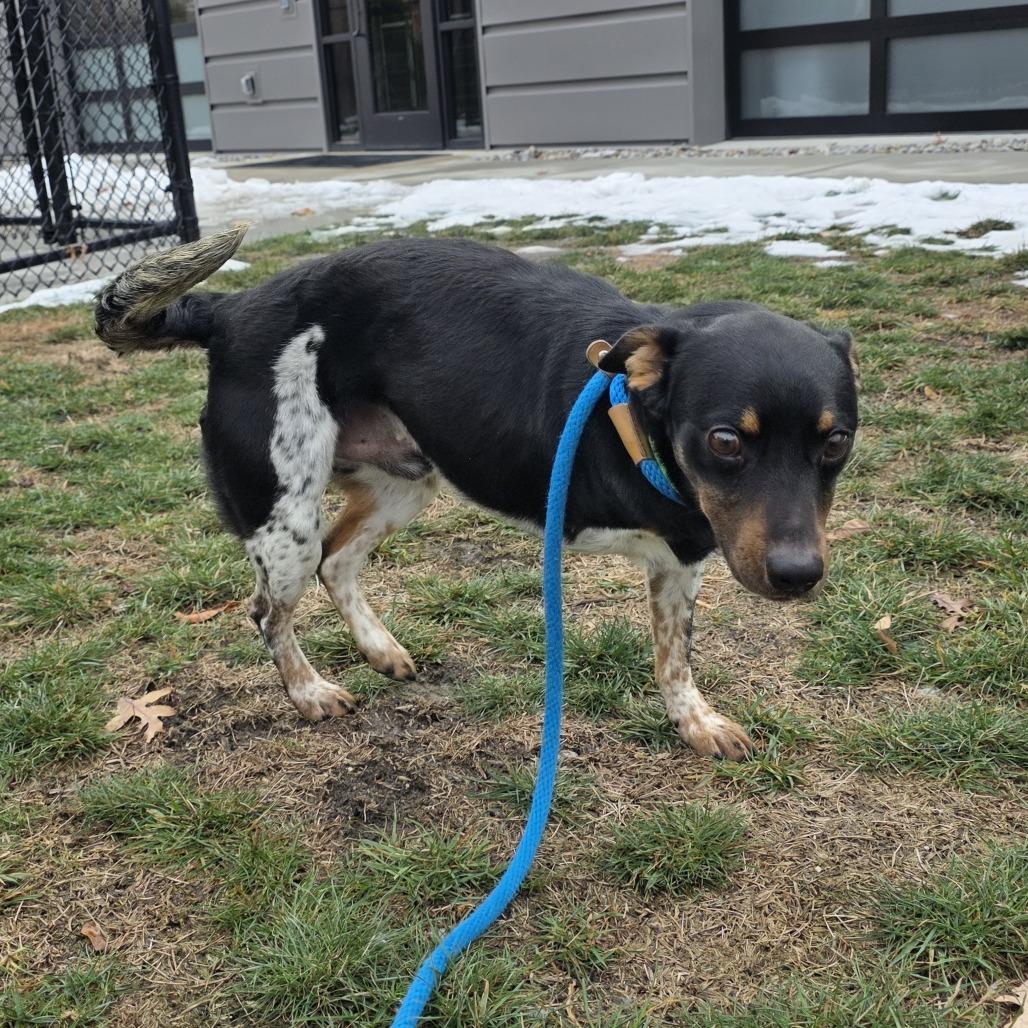 Taylor, Adoptable, Adult Male Cattle Dog.