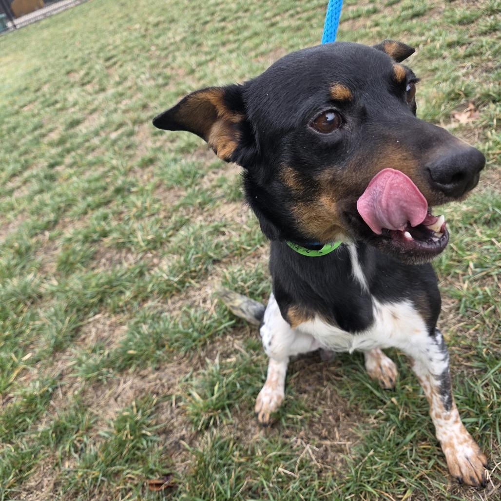 Enlarge Taylor, a Adoptable Cattle Dog in Fort Wayne, IN image 2/5