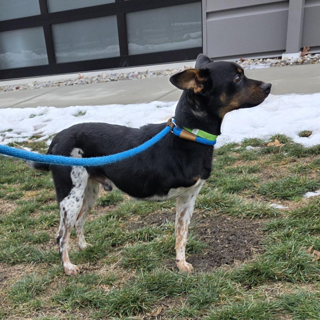 Enlarge Taylor, a Adoptable Cattle Dog in Fort Wayne, IN image 3/5