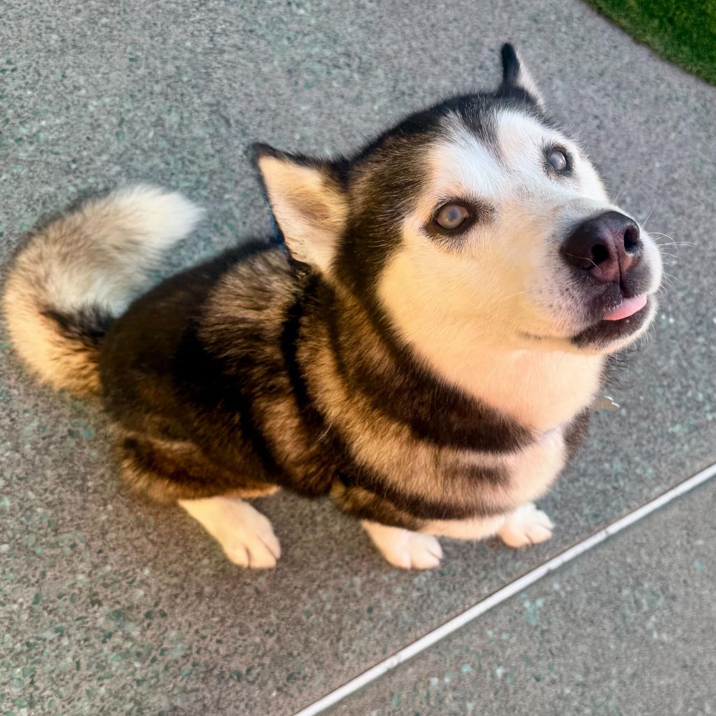Wonton 13827, Adoptable, Senior Male Siberian Husky.