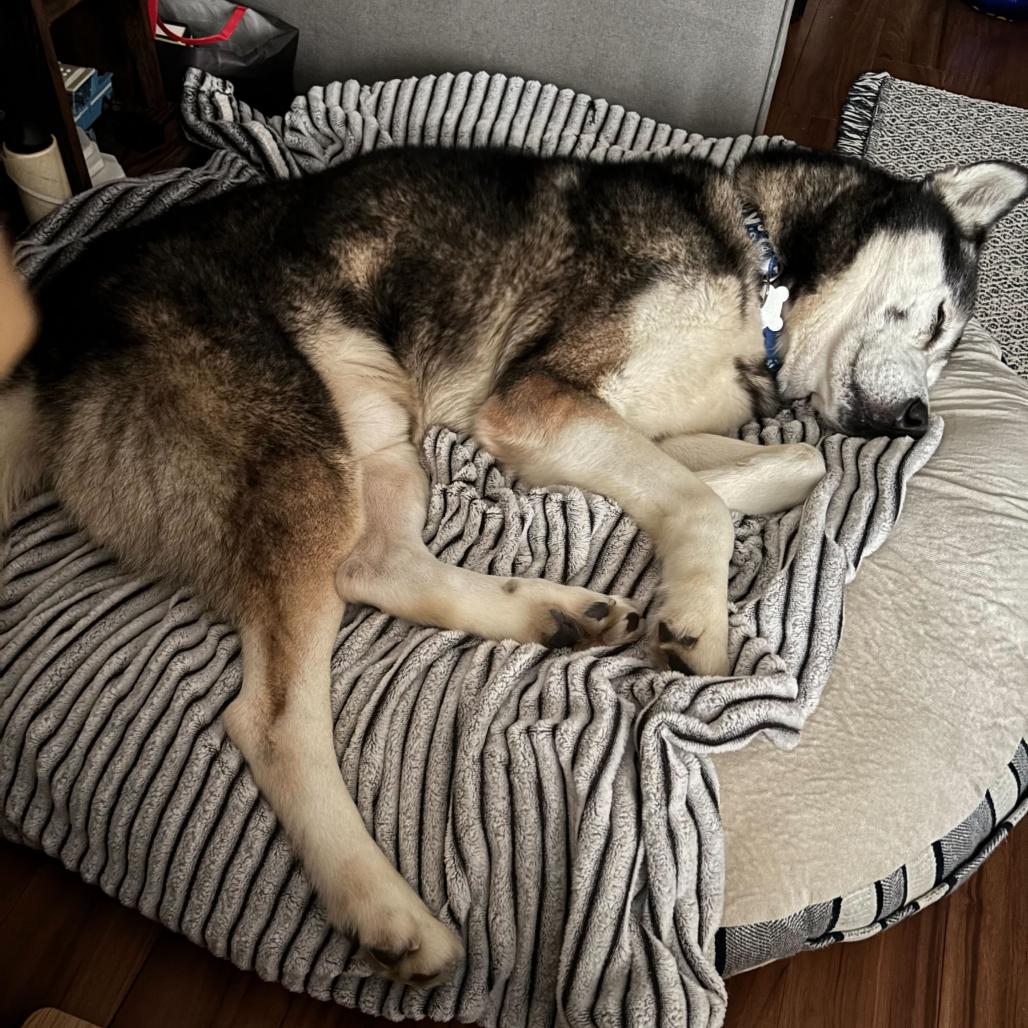 Enlarge Wonton 13827, a Adoptable Siberian Husky in San Francisco, CA image 1/6