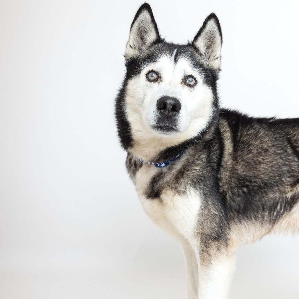 Enlarge Wonton 13827, a Adoptable Siberian Husky in San Francisco, CA image 2/6