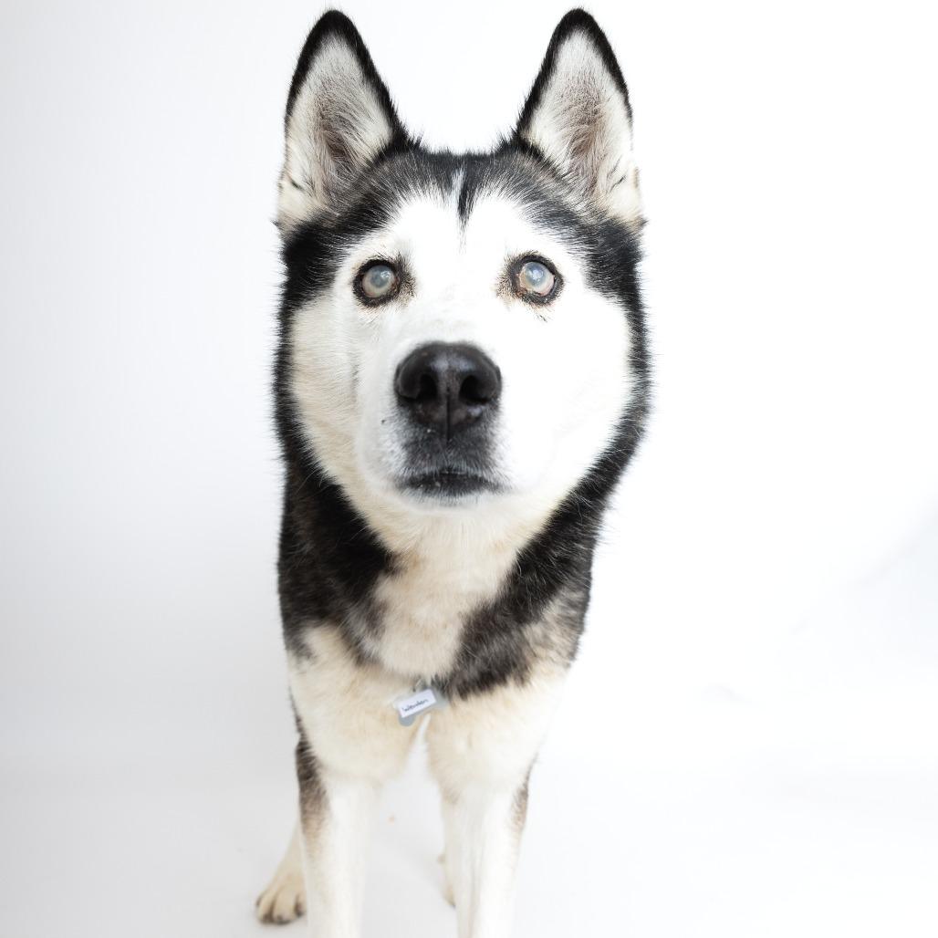 Enlarge Wonton 13827, a Adoptable Siberian Husky in San Francisco, CA image 3/6