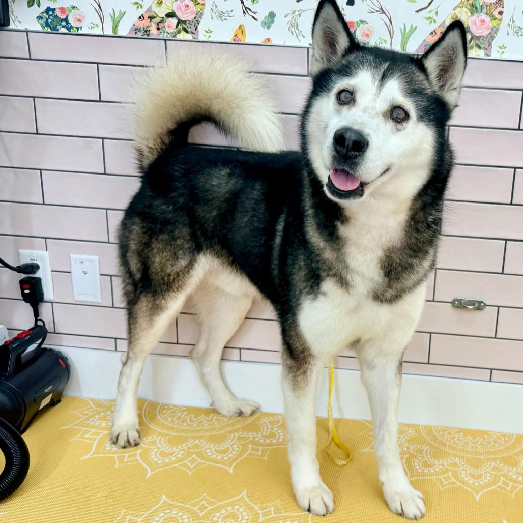 Enlarge Wonton 13827, a Adoptable Siberian Husky in San Francisco, CA image 5/6