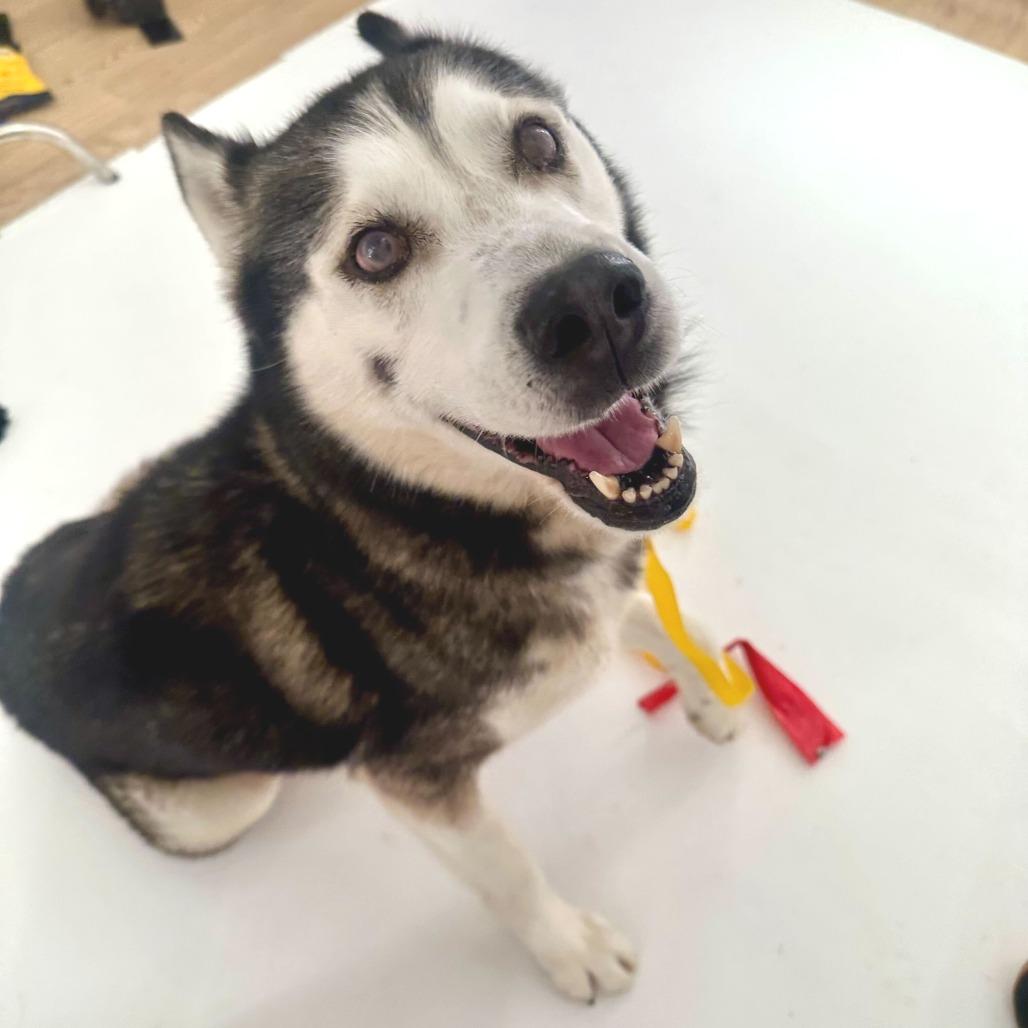 Enlarge Wonton 13827, a Adoptable Siberian Husky in San Francisco, CA image 4/6