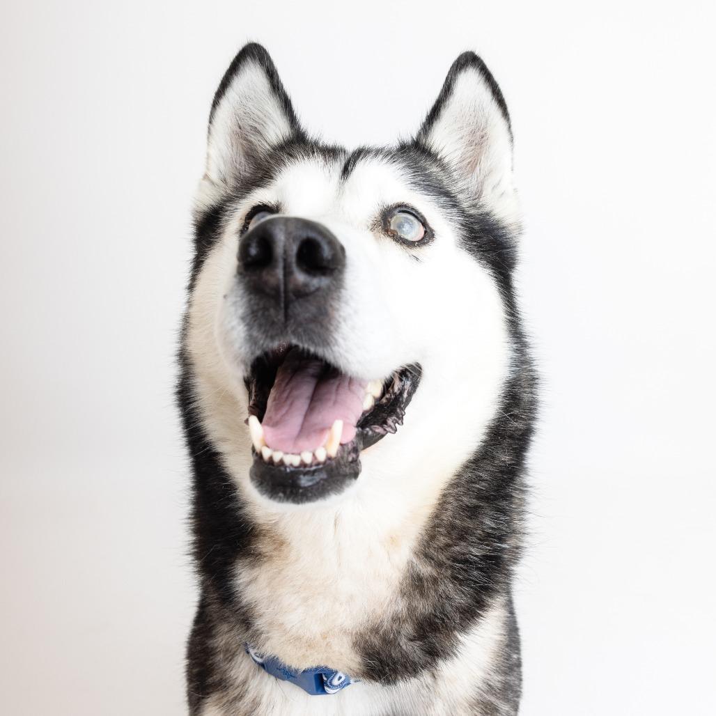 Enlarge Wonton 13827, a Adoptable Siberian Husky in San Francisco, CA image 5/6