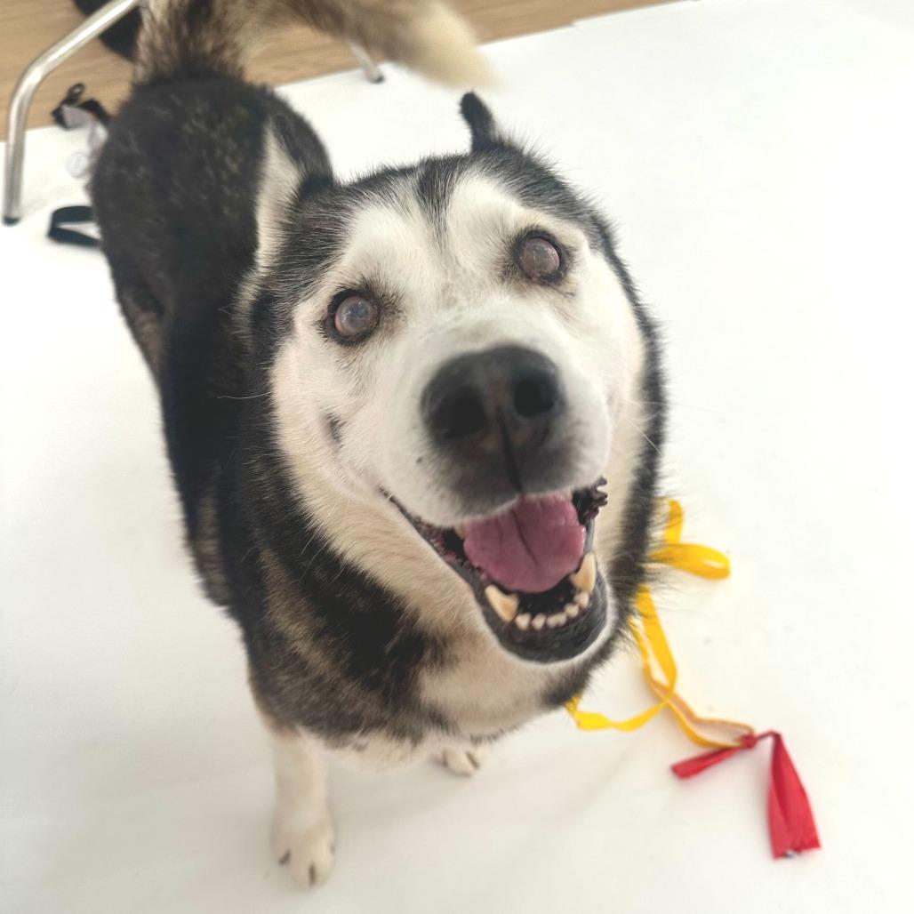 Enlarge Wonton 13827, a Adoptable Siberian Husky in San Francisco, CA image 6/6