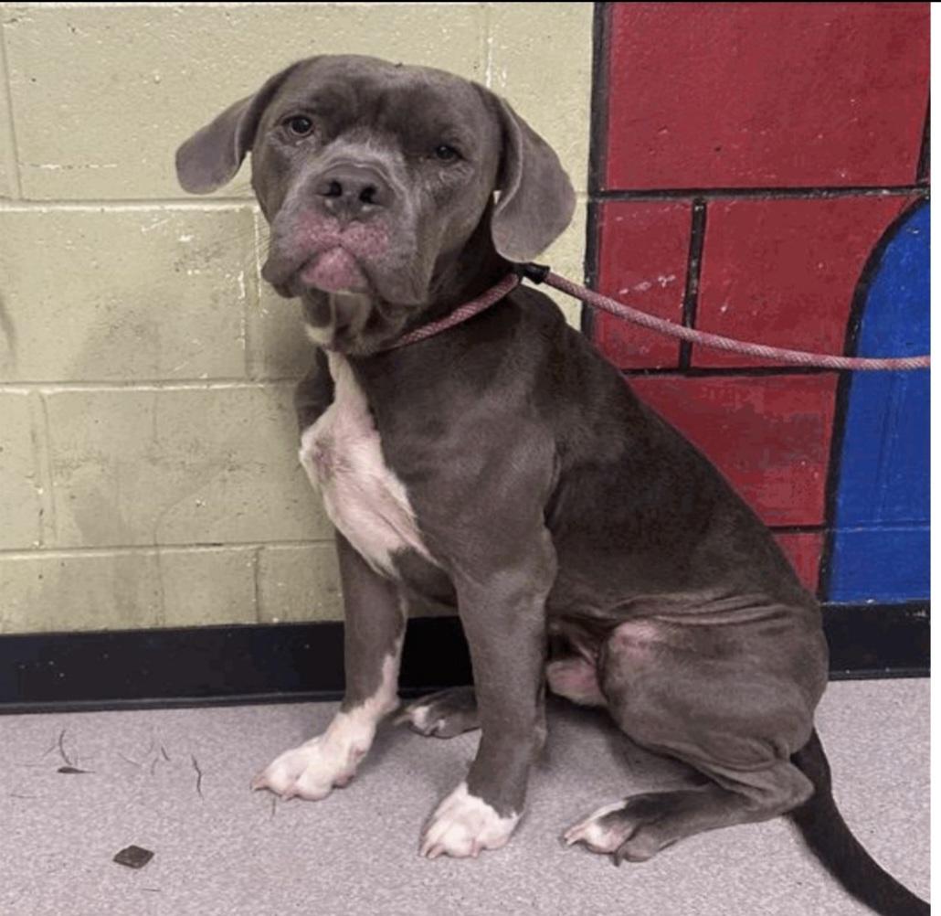 Enlarge Max, a Adoptable mixed breed in merrillville, IN image 3/3