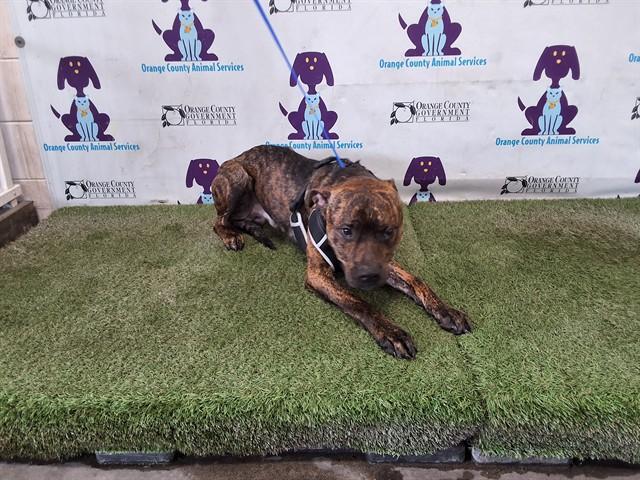 Enlarge BARRY, a Adoptable mixed breed in Orlando, FL image 1/1