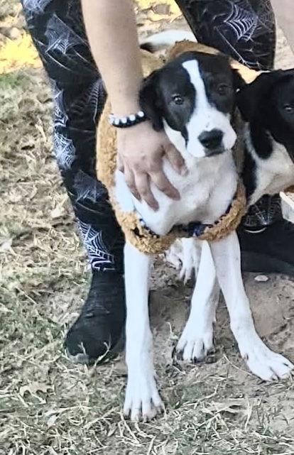 Enlarge Henry, a Adoptable mixed breed in Grapevine, TX image 4/6