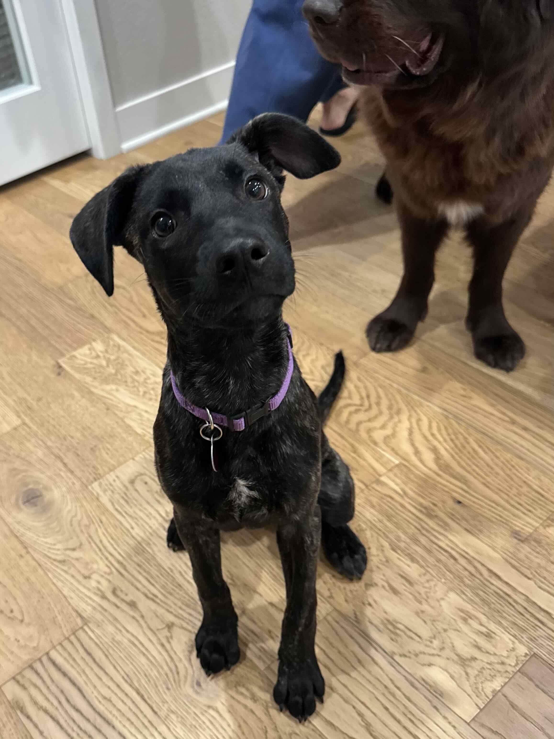 Enlarge Harvest "Harvey", a Adoptable mixed breed in Cedarburg, WI image 5/6