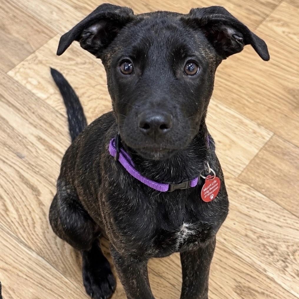 Enlarge Harvest "Harvey", a Adoptable mixed breed in Cedarburg, WI image 2/6