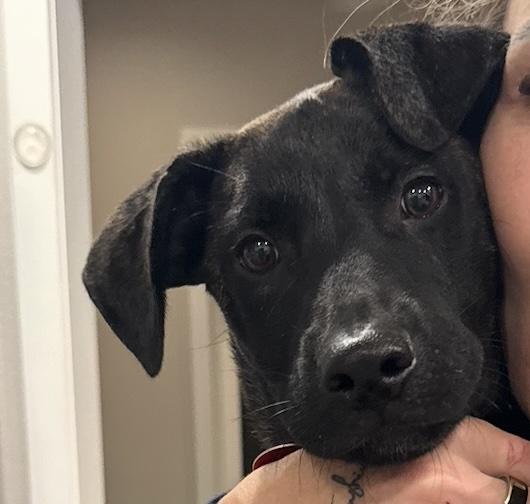 Harvest "Harvey", Adoptable, Puppy Male Shepherd & Mixed Breed.