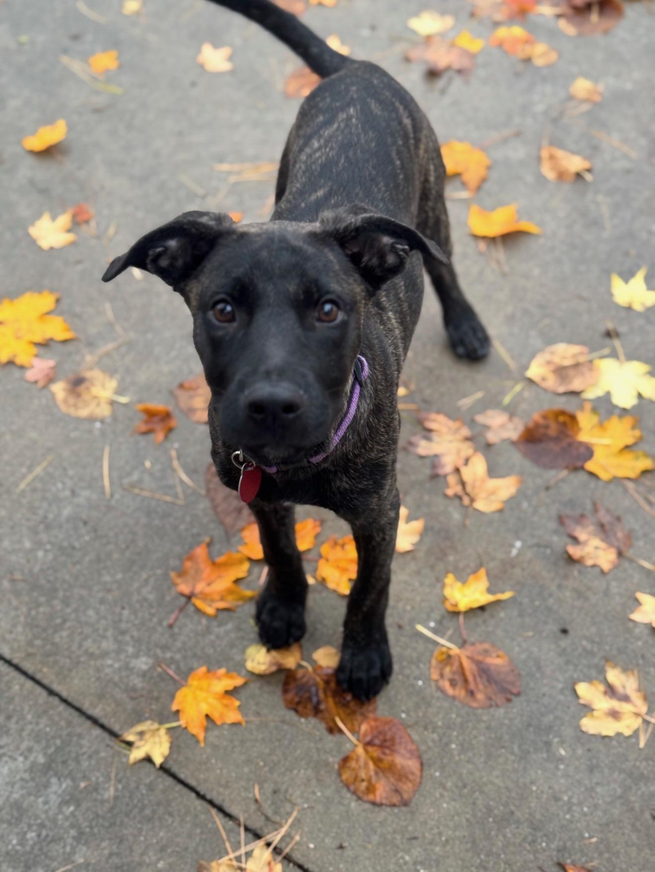 Enlarge Harvest "Harvey", a Adoptable mixed breed in Cedarburg, WI image 3/6