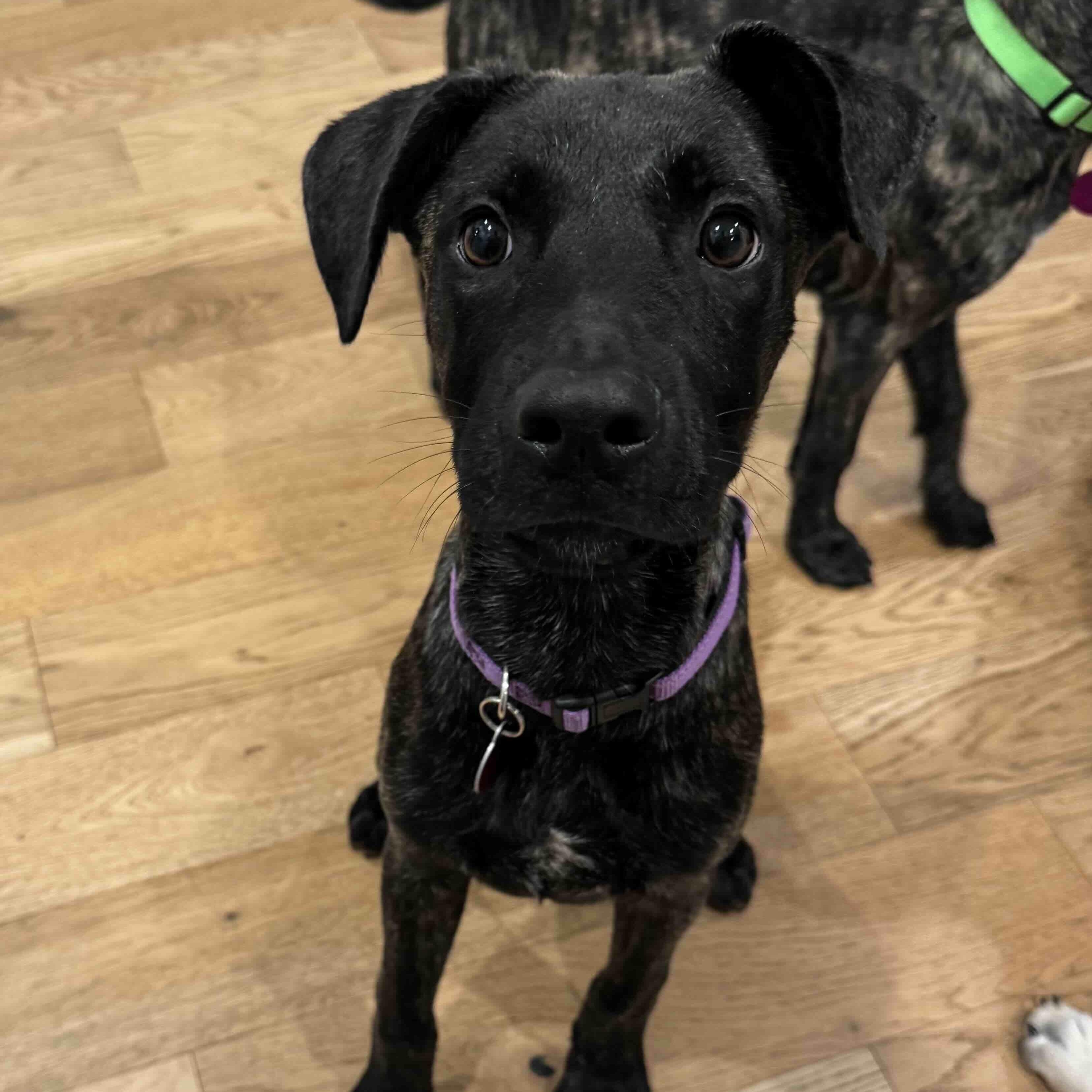 Enlarge Harvest "Harvey", a Adoptable mixed breed in Cedarburg, WI image 4/6