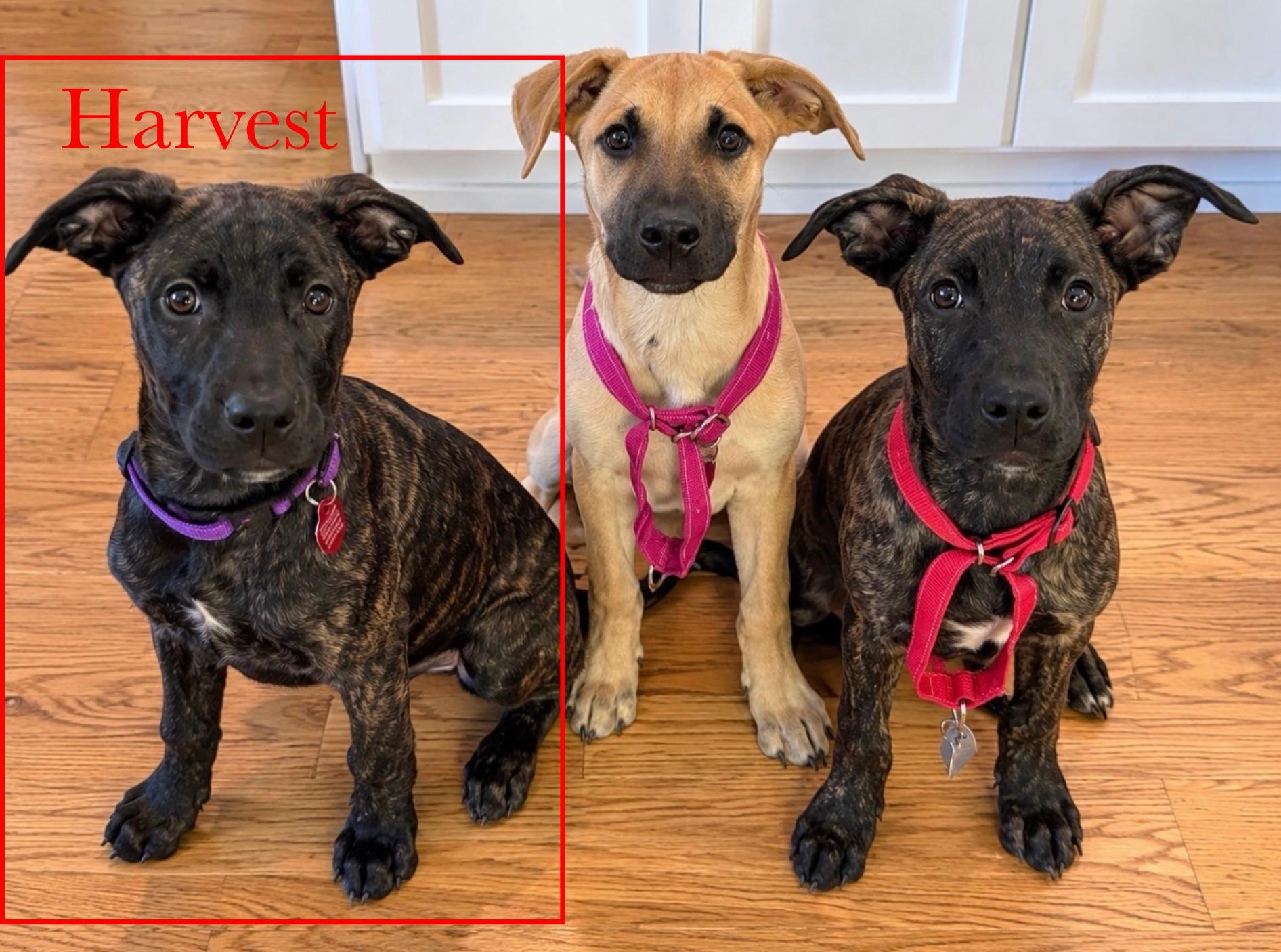 Enlarge Harvest "Harvey", a Adoptable mixed breed in Cedarburg, WI image 6/6