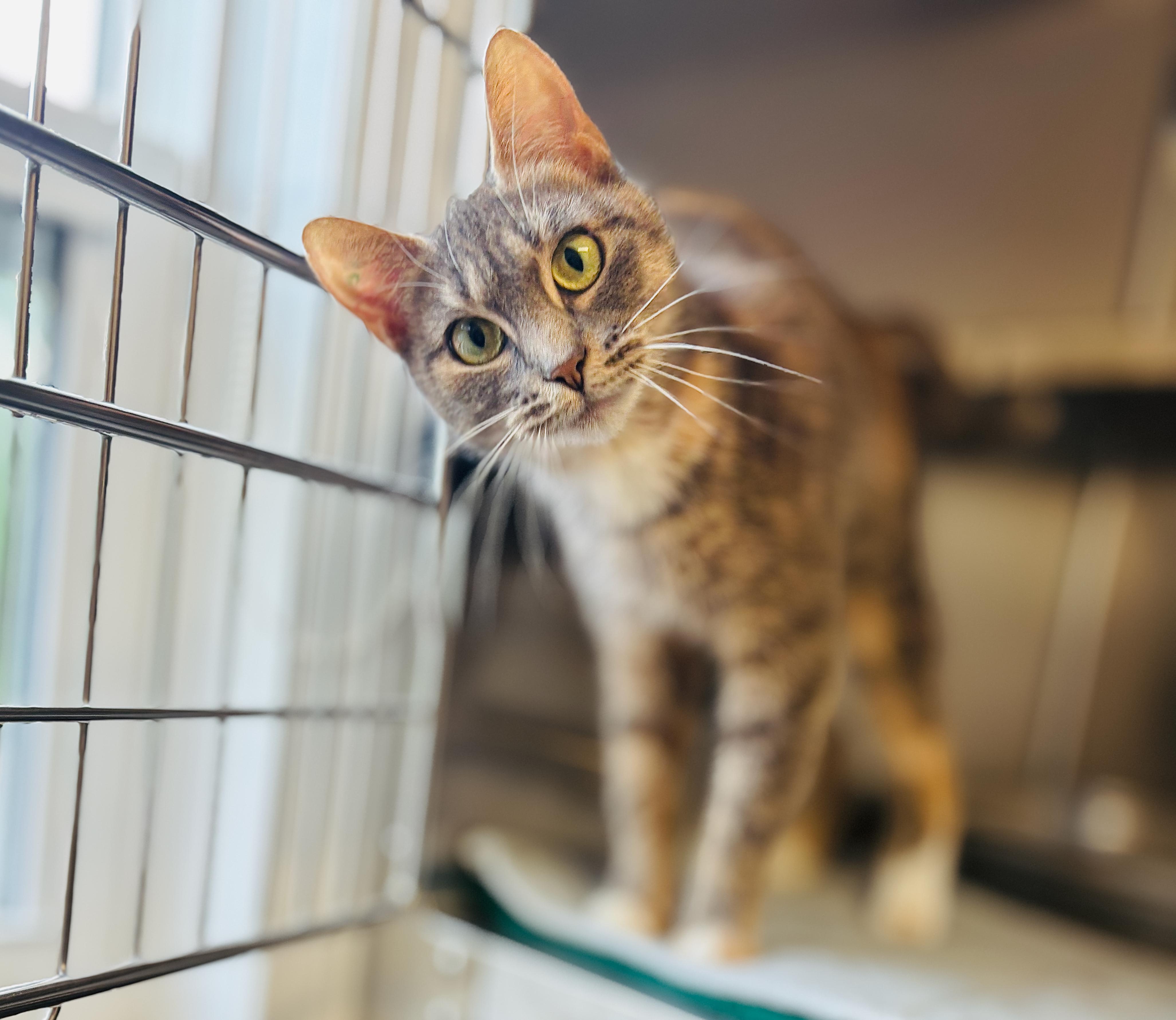 Smudge, an adoptable Domestic Short Hair in St Stephen, NB, E3L 2X2 | Photo Image 1