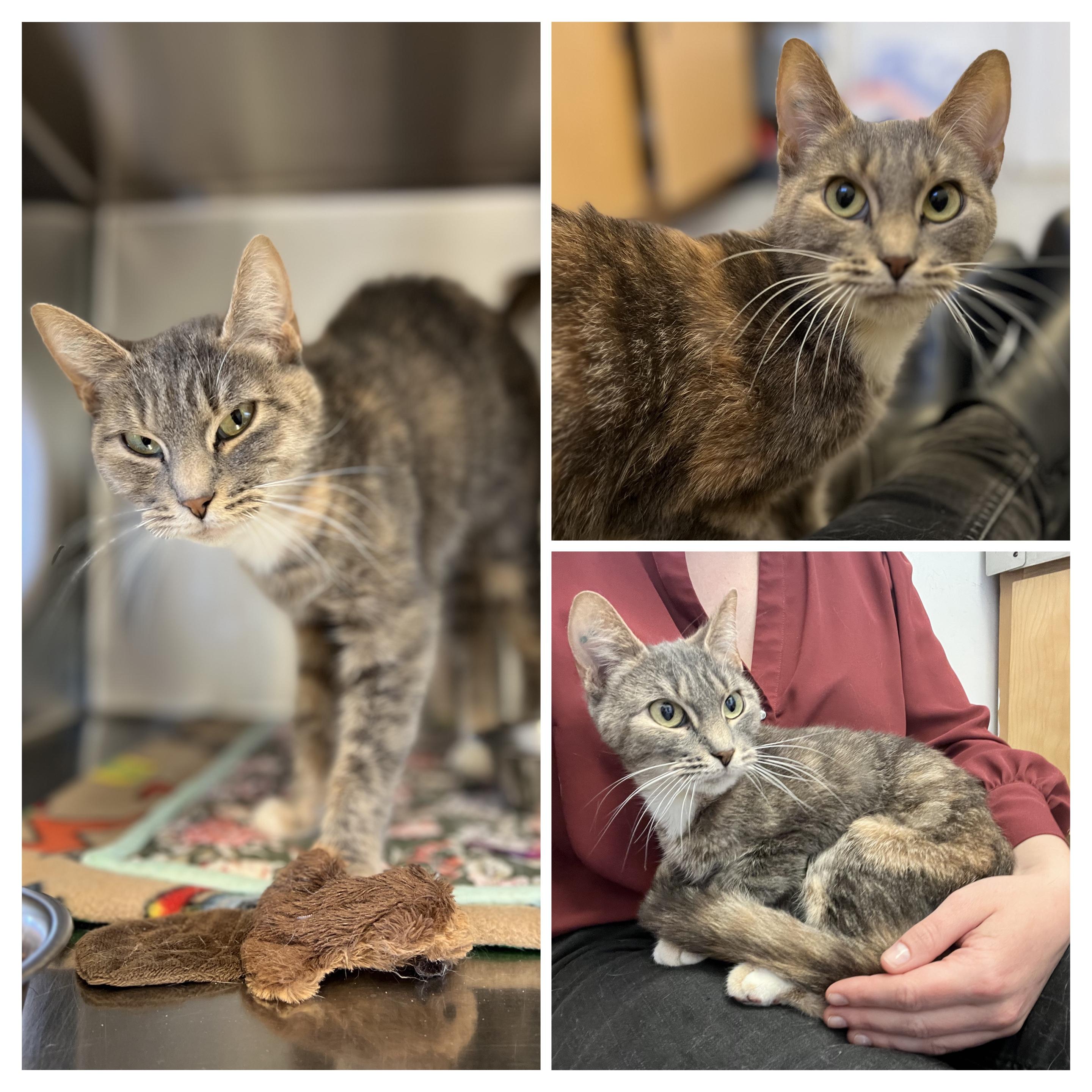 Smudge, an adoptable Domestic Short Hair in St Stephen, NB, E3L 2X2 | Photo Image 2