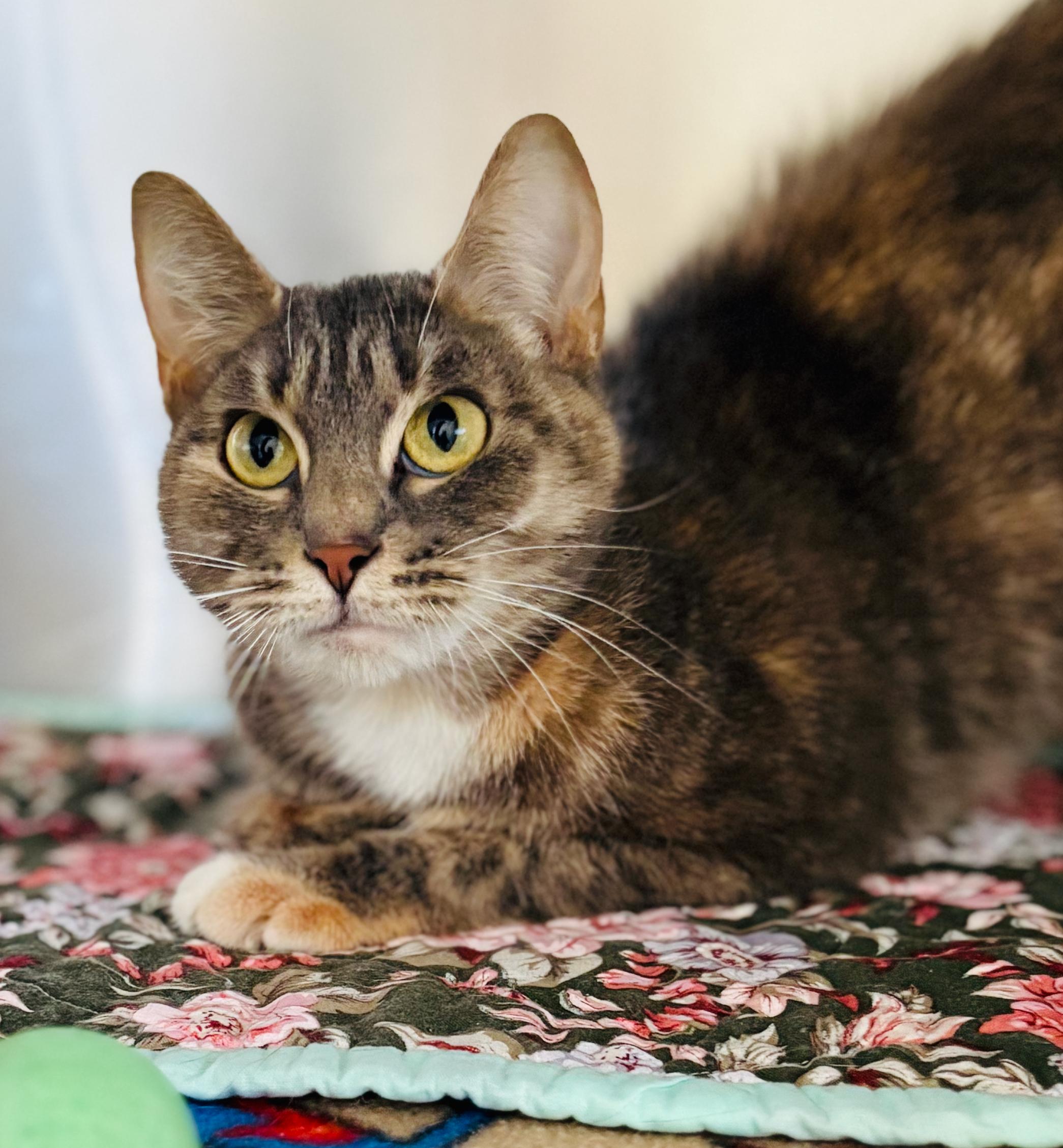 Smudge, an adoptable Domestic Short Hair in St Stephen, NB, E3L 2X2 | Photo Image 3