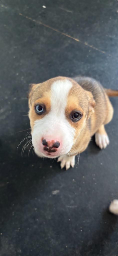 Estelle, Adopted, Puppy Female Husky & Shepherd.