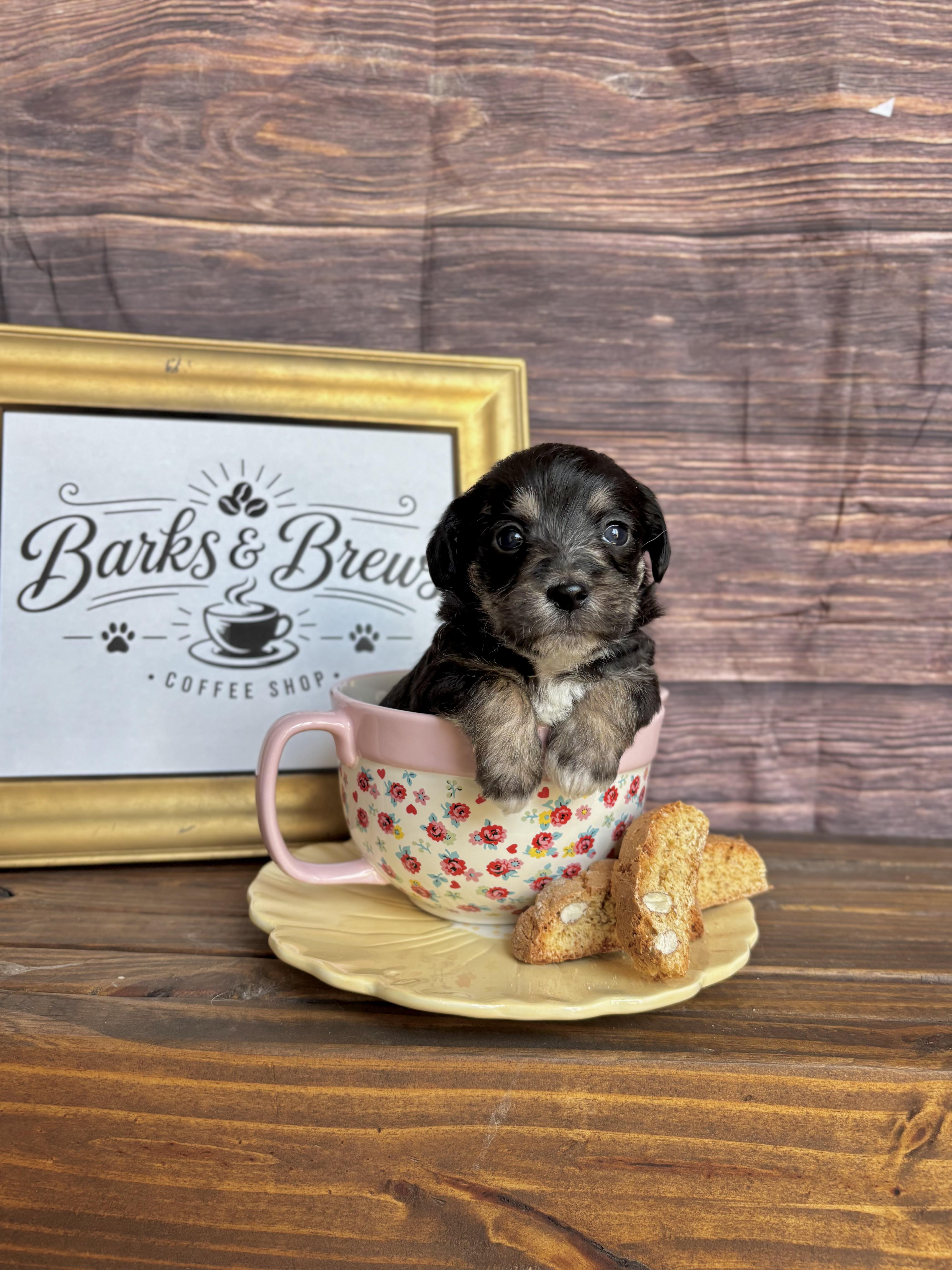 Macchiato - Coffee Litter, an adopted mixed breed in Benbrook, TX image 3/6