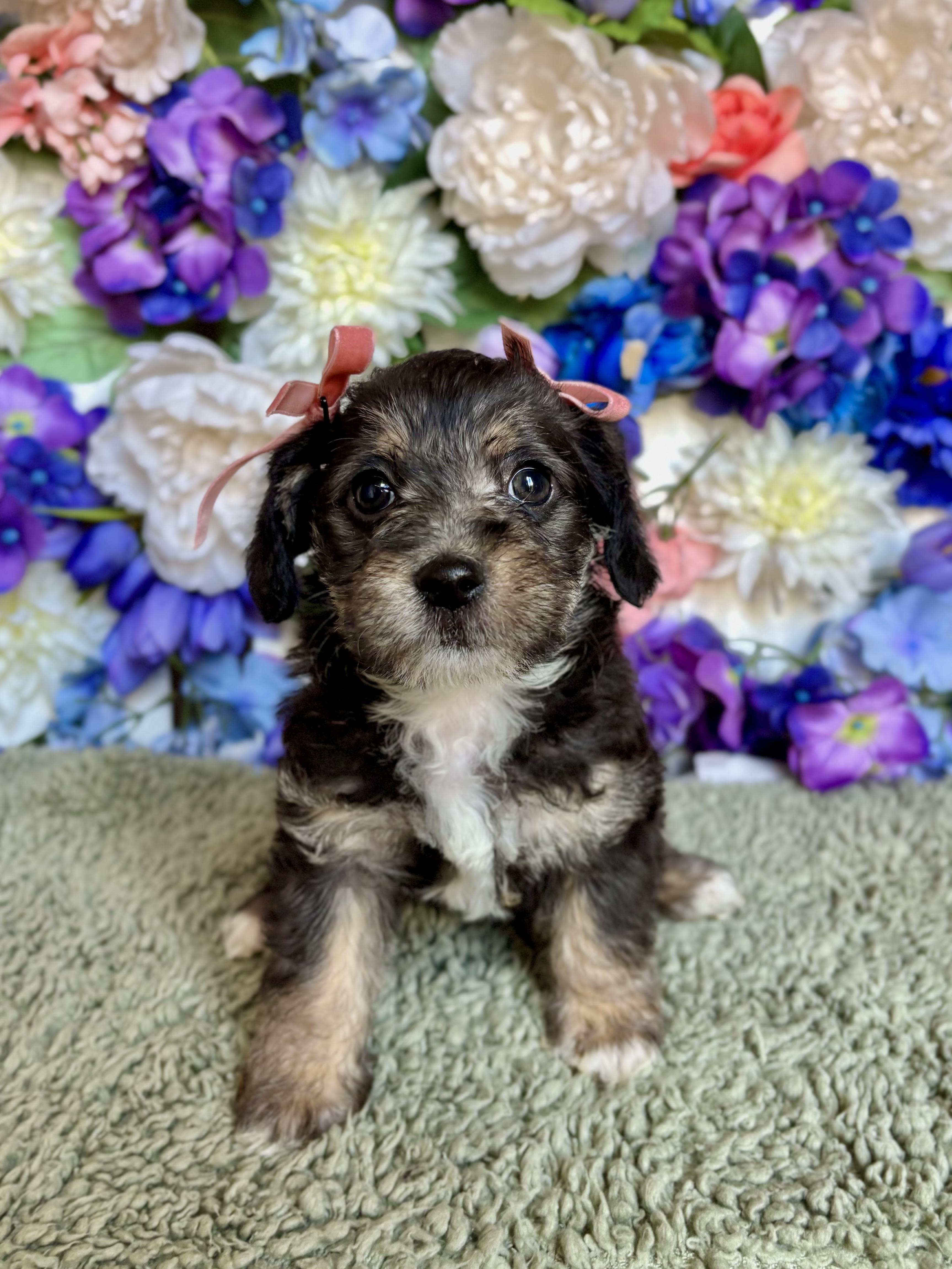 Macchiato - Coffee Litter, an adopted mixed breed in Benbrook, TX image 4/6