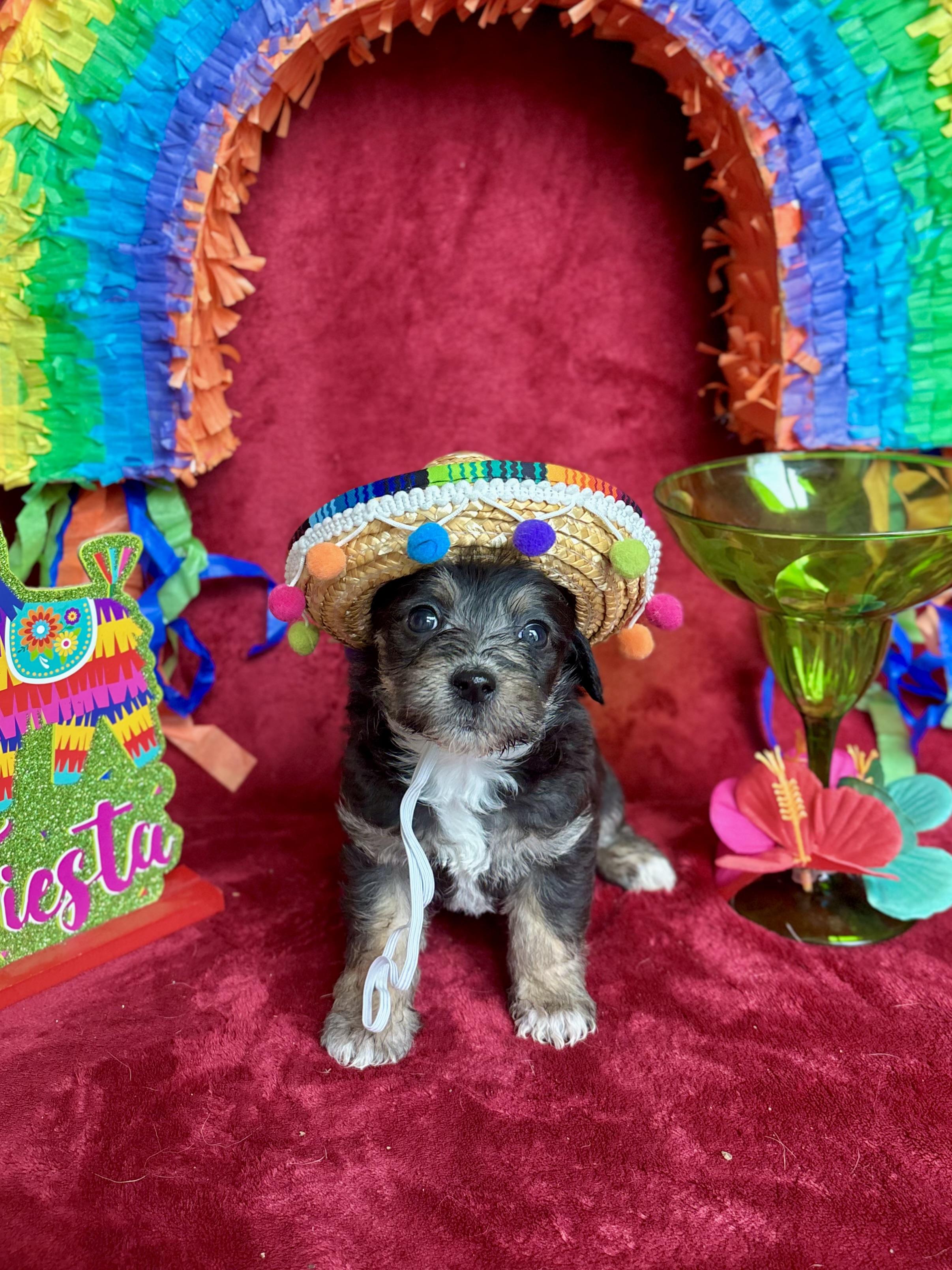 Macchiato - Coffee Litter, an adopted mixed breed in Benbrook, TX image 2/6