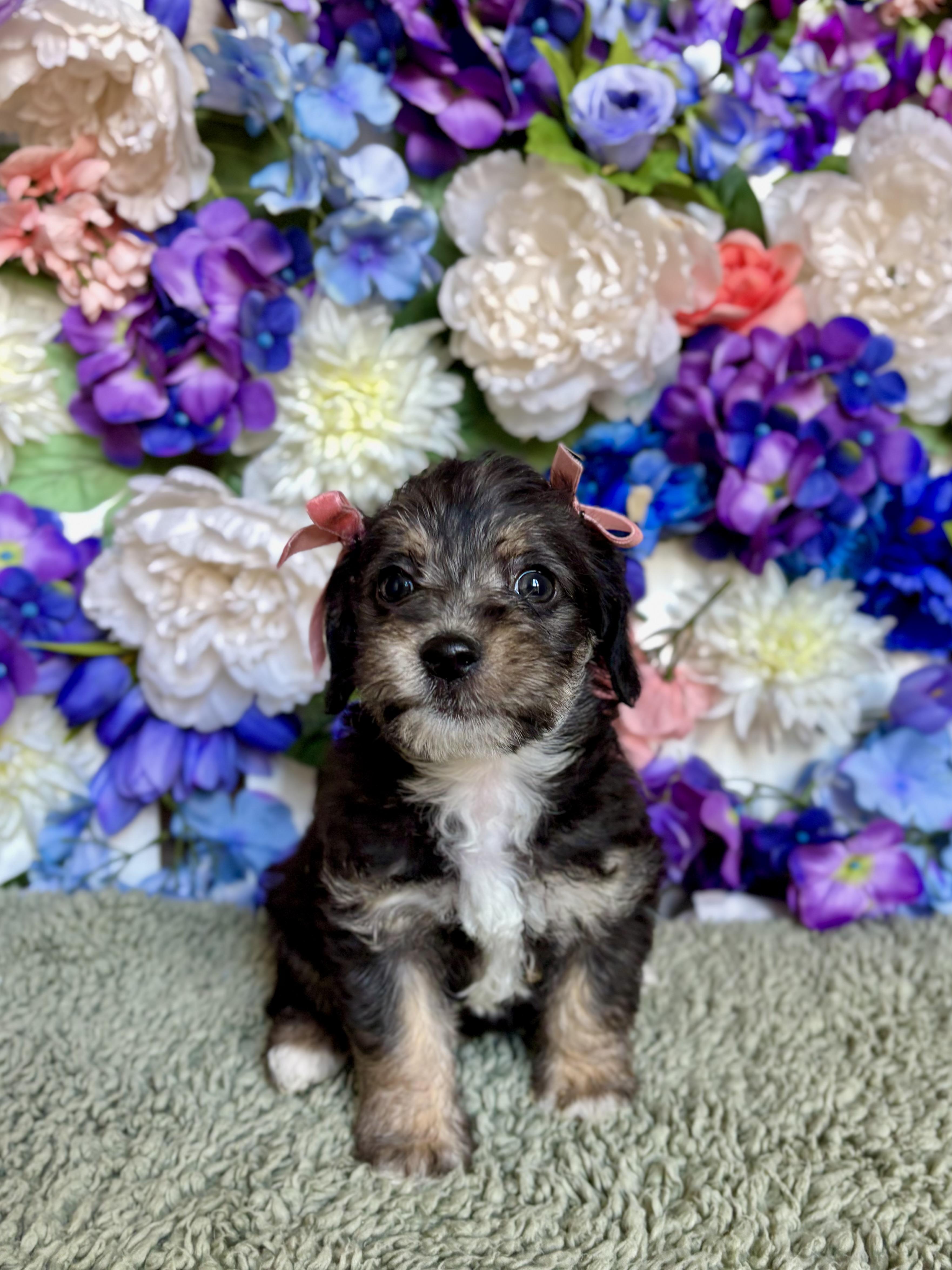 Macchiato - Coffee Litter, adopted, Puppy Female Maltese & Miniature Poodle.
