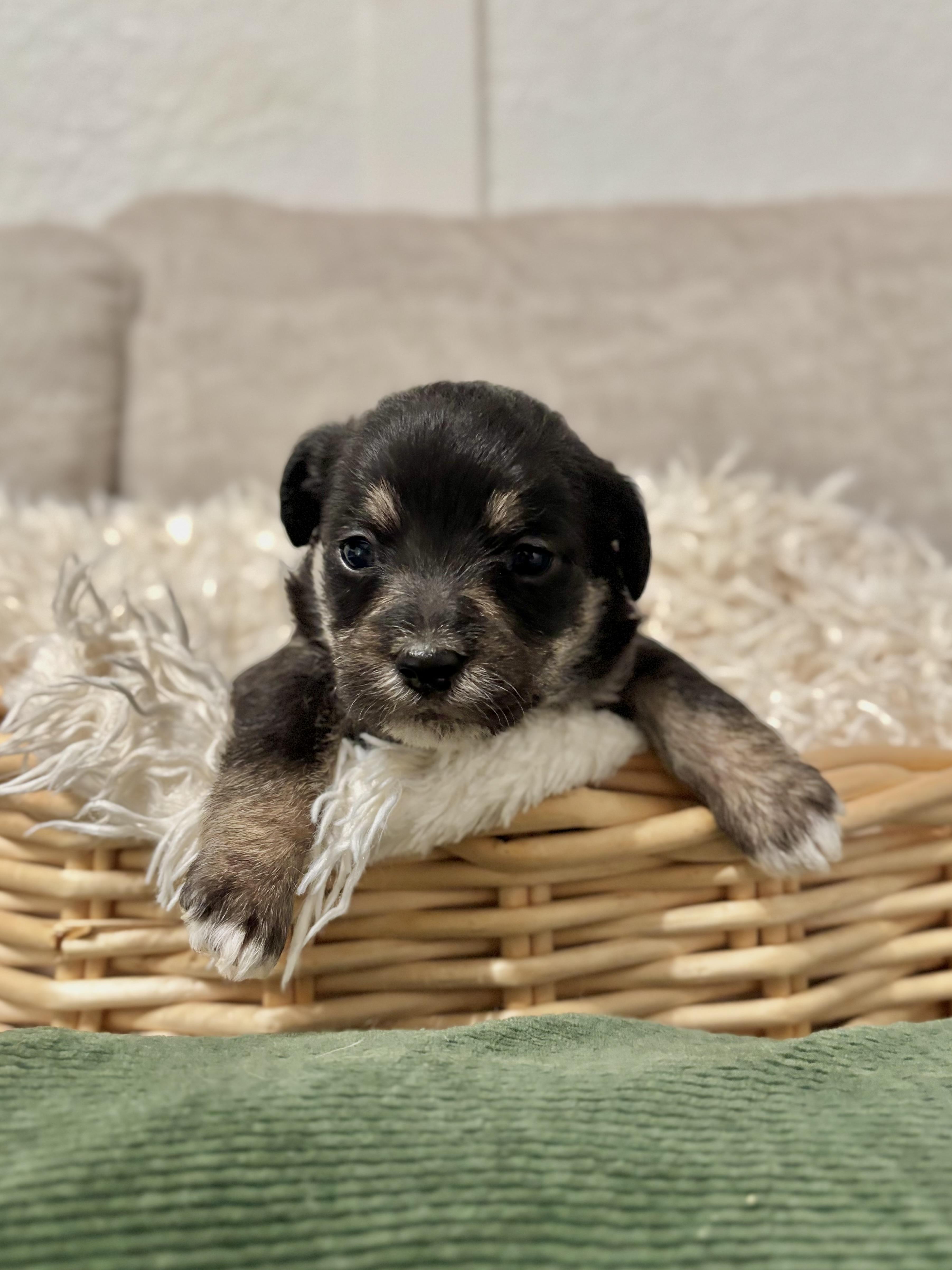 Macchiato - Coffee Litter, an adopted mixed breed in Benbrook, TX image 5/6