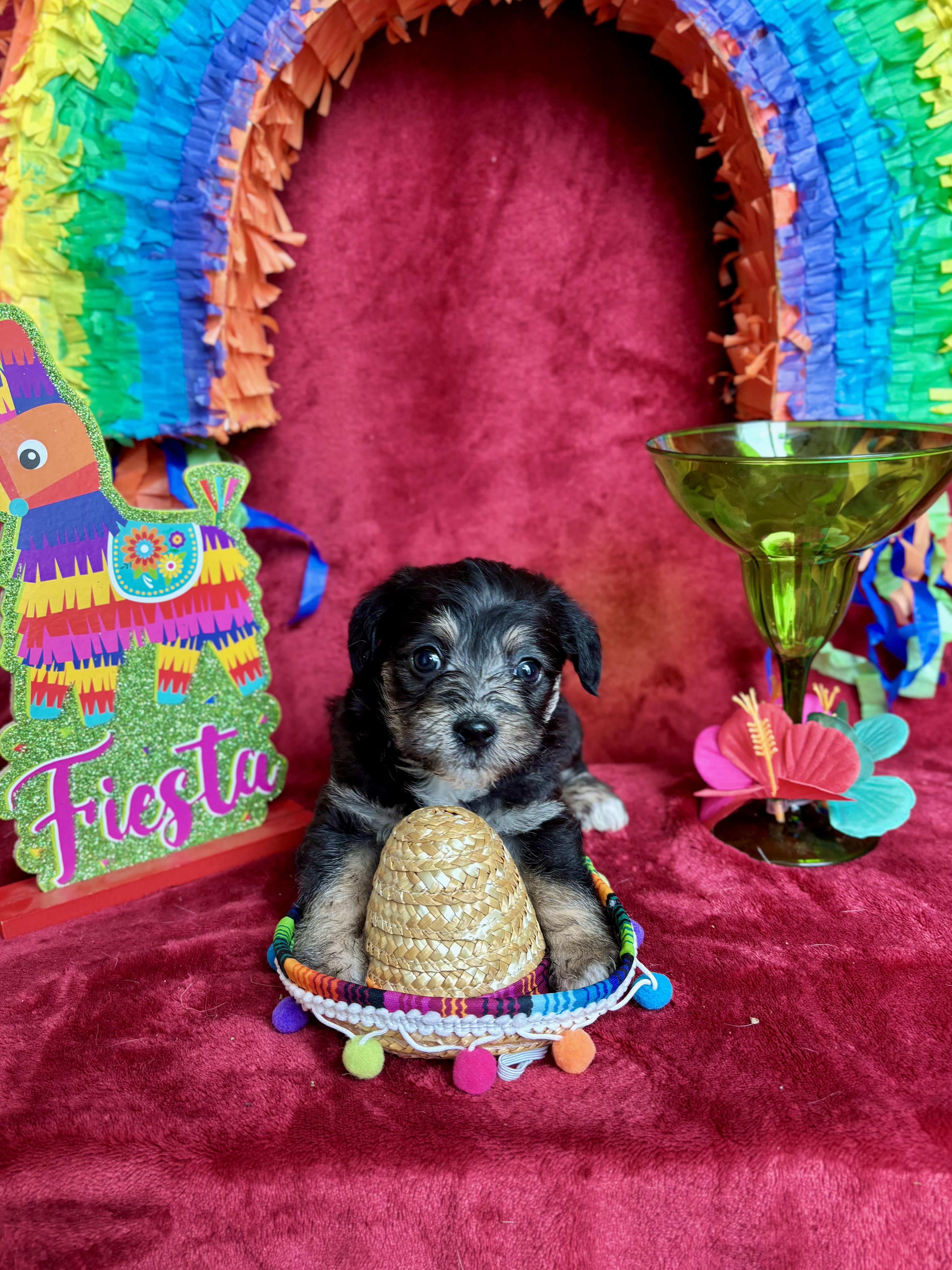 Macchiato - Coffee Litter, an adopted mixed breed in Benbrook, TX image 6/6