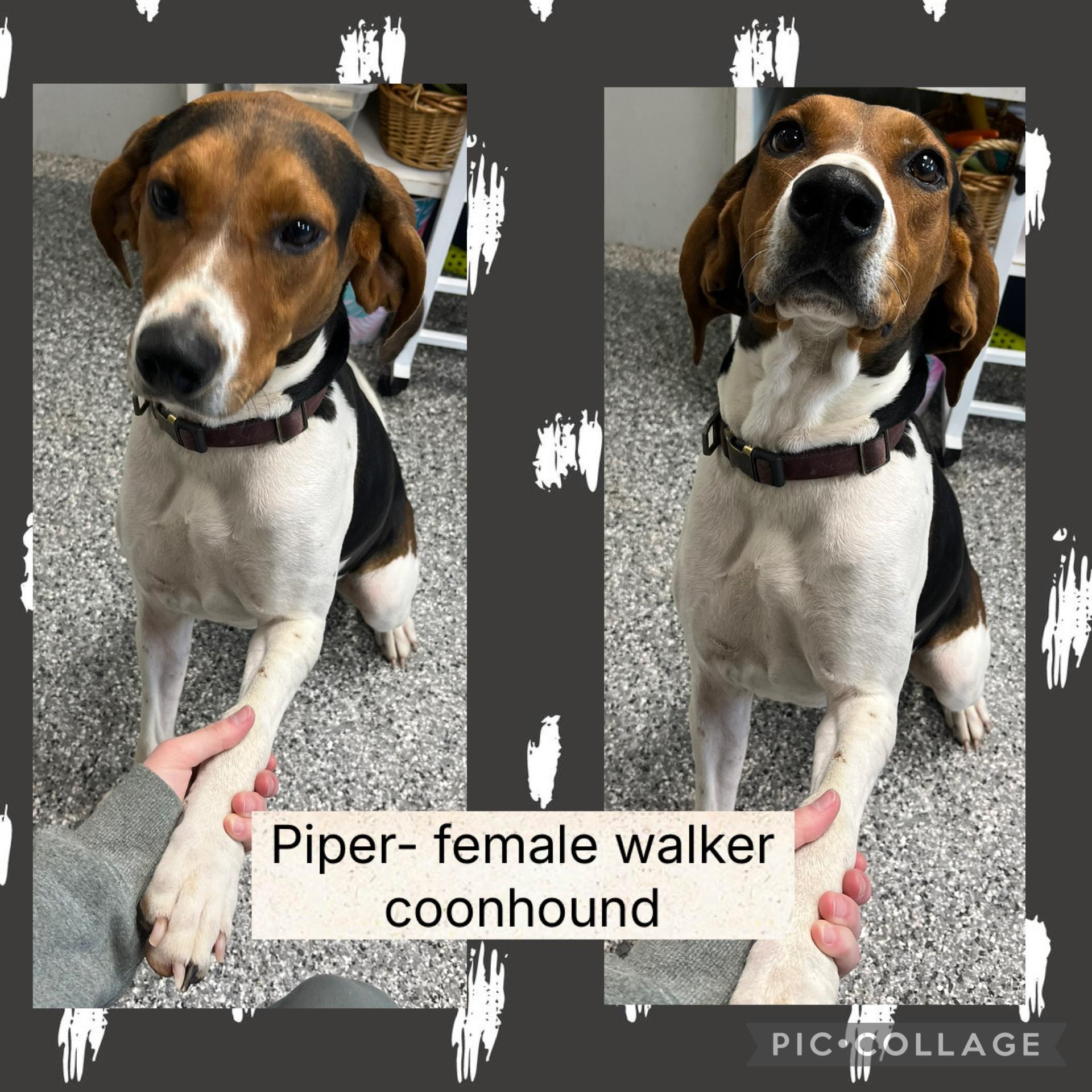 Piper, Adoptable, Adult Female Treeing Walker Coonhound.