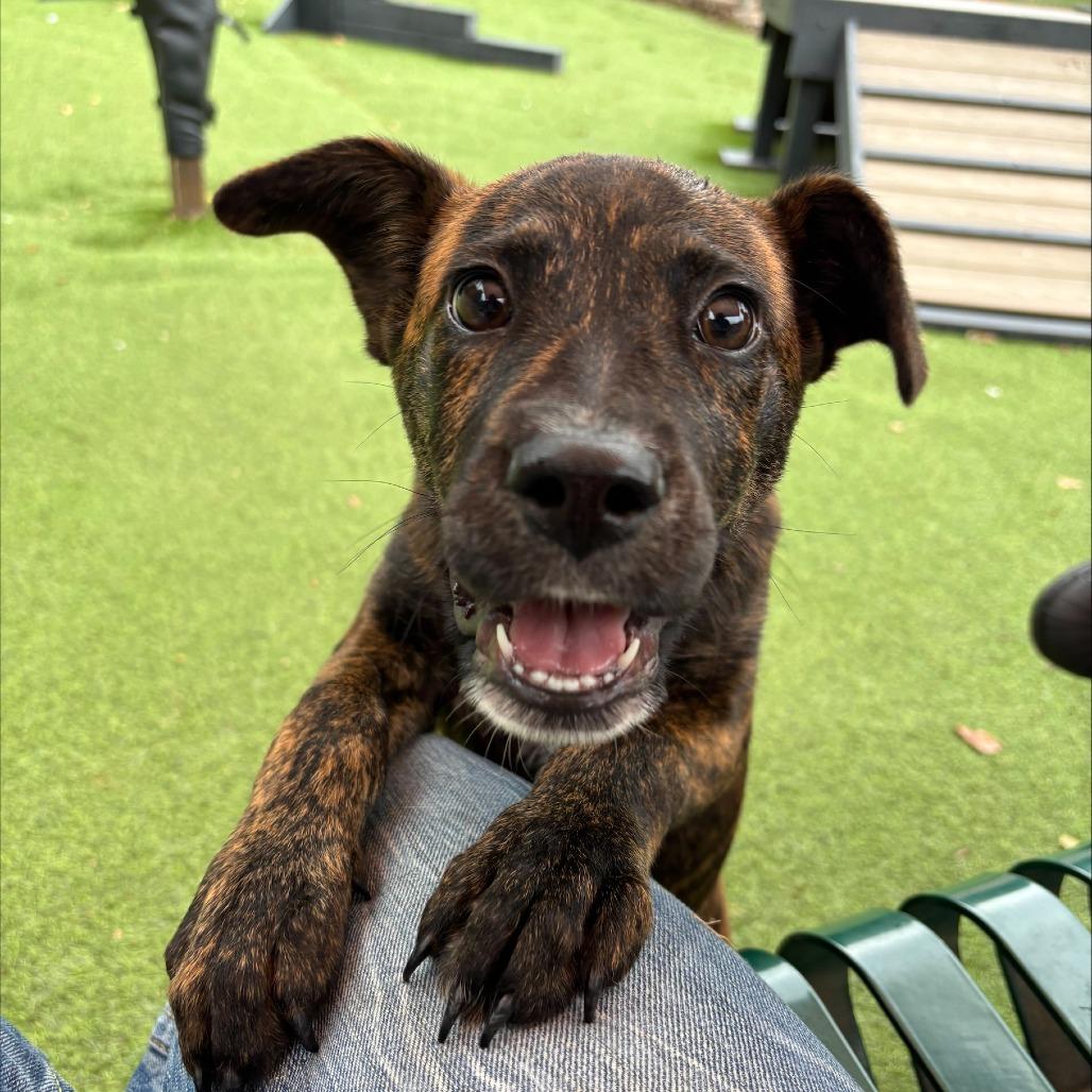 Enlarge Hershey, a Adoptable mixed breed in Gainesville, GA image 1/1