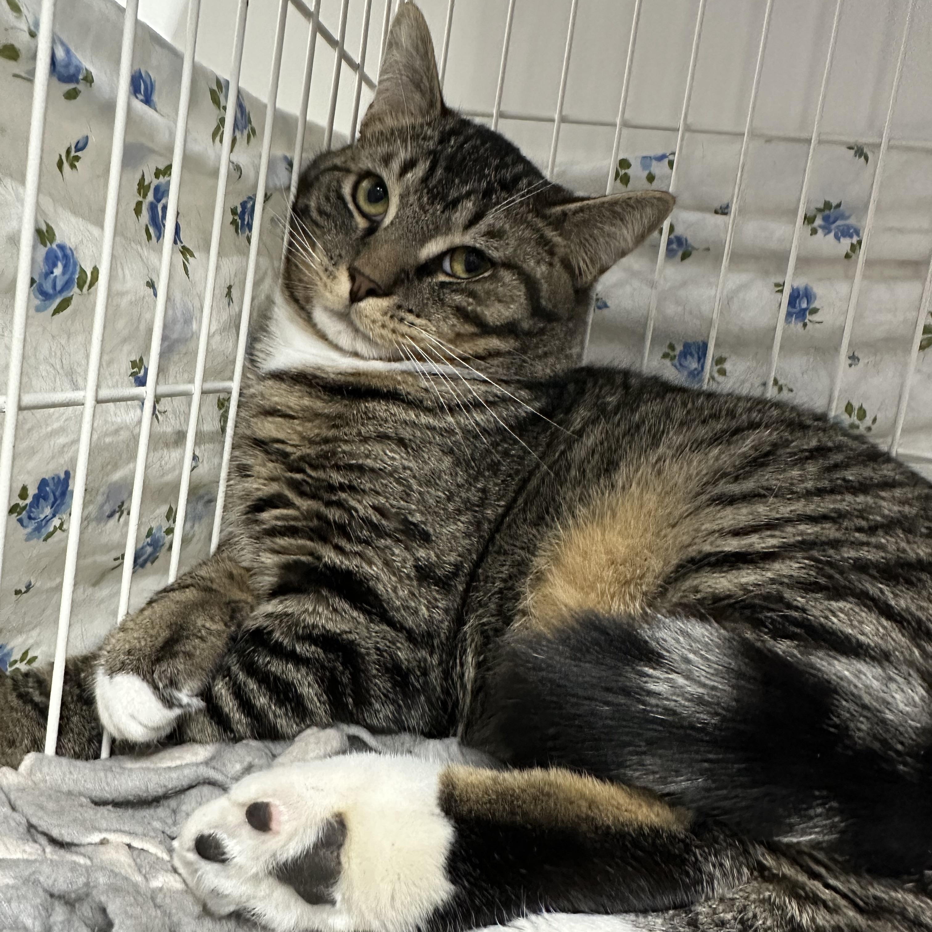 Enlarge Mikey, a ADOPTABLE Domestic Short Hair in Jaffrey, NH image 2/2