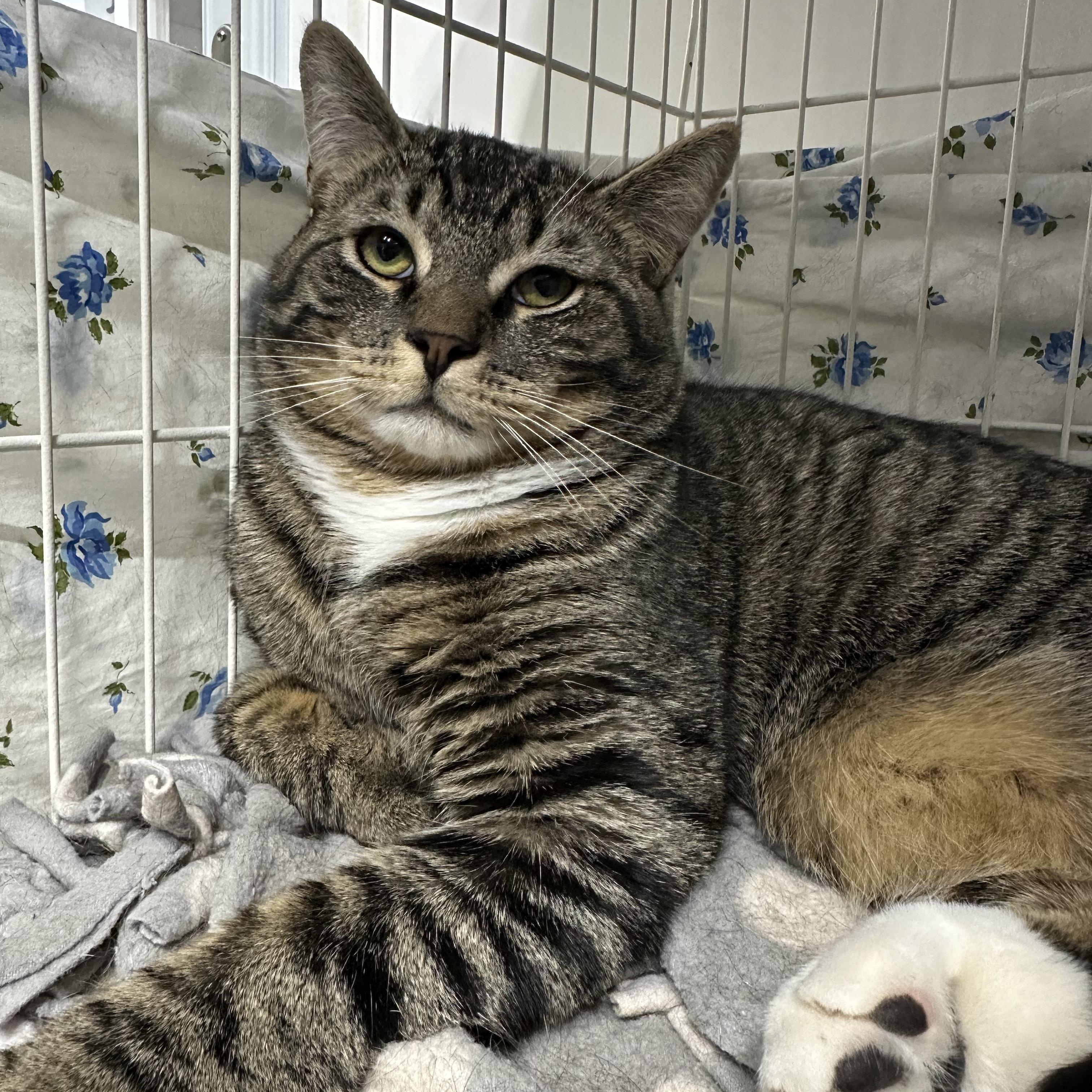 Mikey, ADOPTABLE, Young Male Domestic Short Hair.