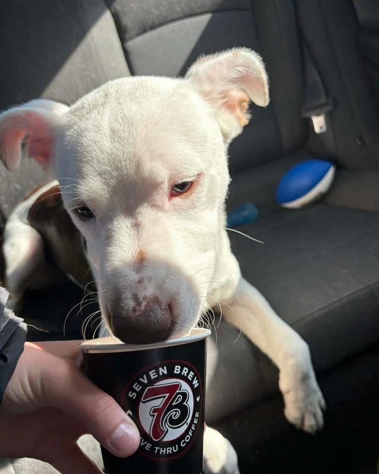 Enlarge Frito, a ADOPTABLE mixed breed in Mechanicsburg, PA image 5/5