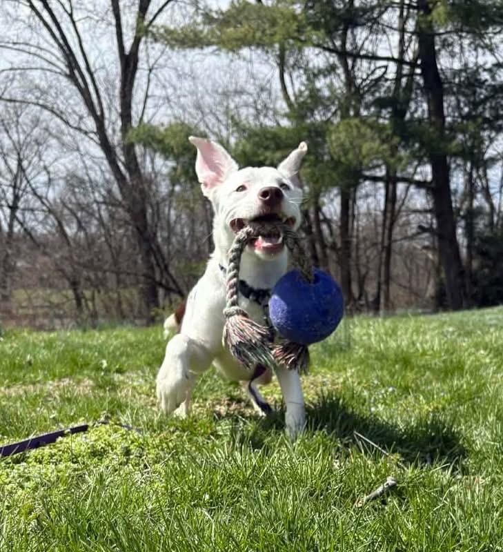 Enlarge Frito, a ADOPTABLE mixed breed in Mechanicsburg, PA image 2/5